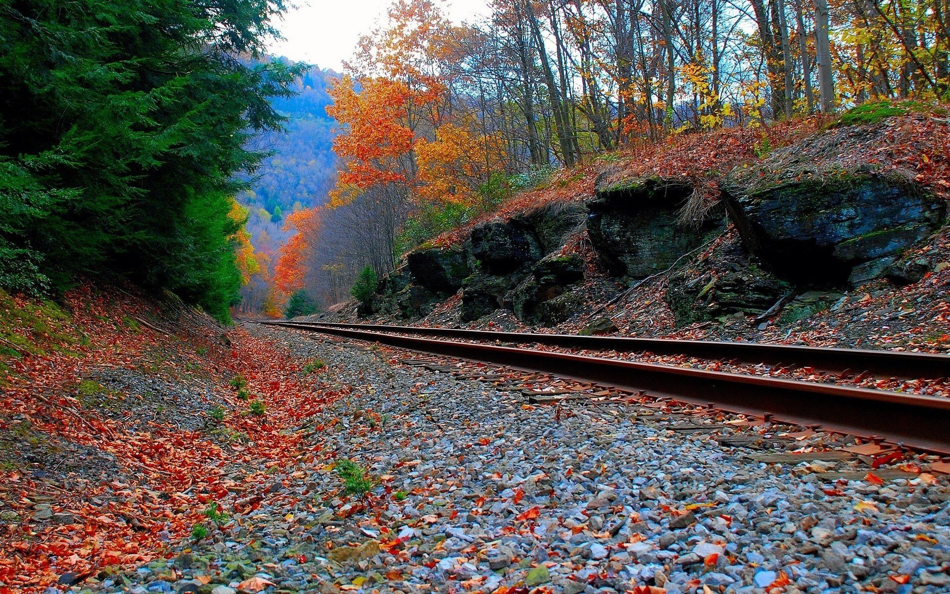 chemin de fer feuillage forêt forêt chute des feuilles âge d or été indien feuilles rouges gravier rails