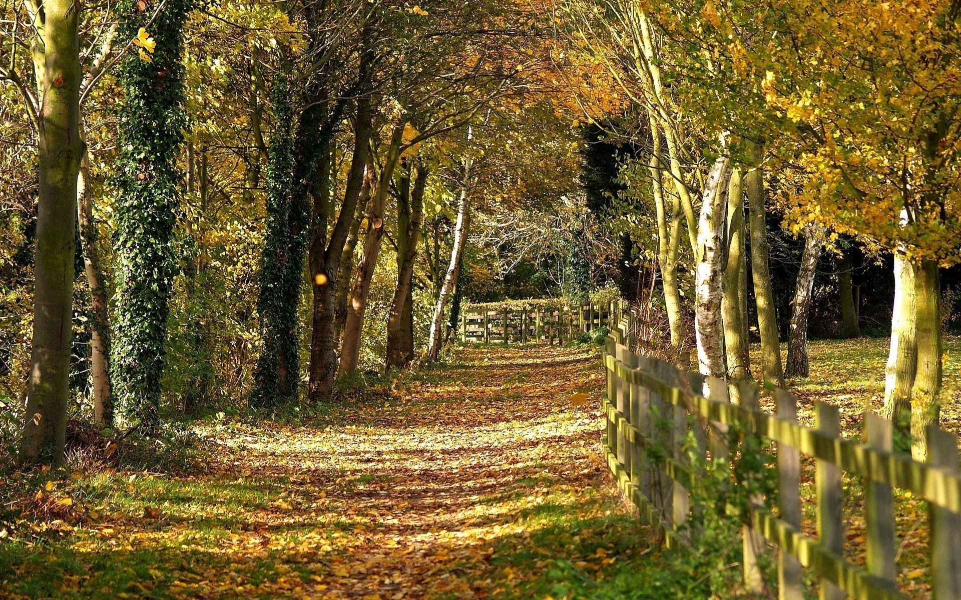 clôture en bois chemin arbres automne paysage nature vue forêt chute des feuilles âge d or été indien feuilles jaunes