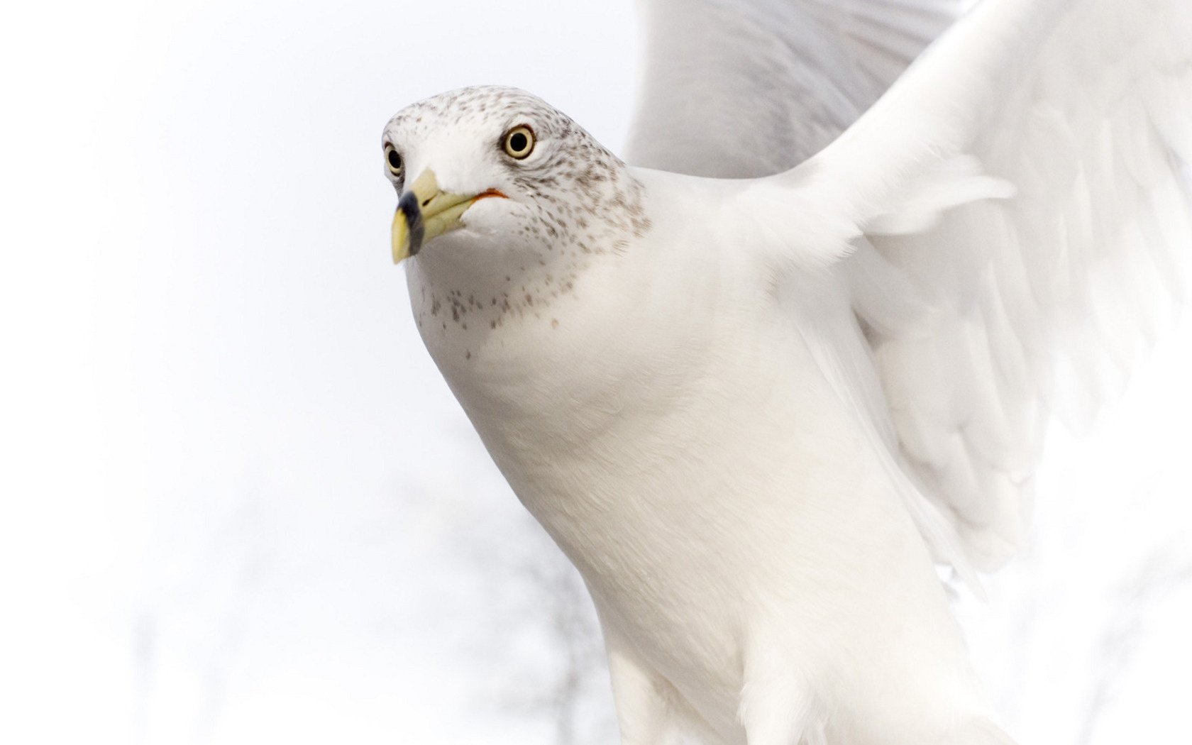 paloma blanca cabeza azulada aleteo de alas pico aves vista ojos plumas