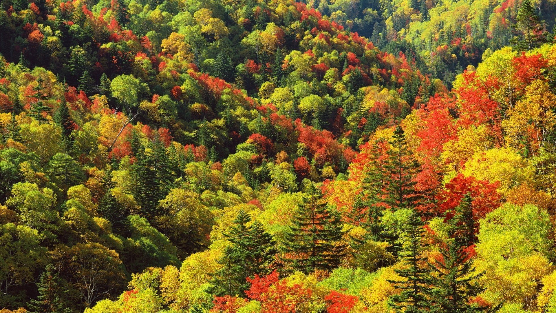 foresta strisce rosse fogliame giallo montagne caduta delle foglie periodo d oro estate indiana foglie gialle colori autunnali