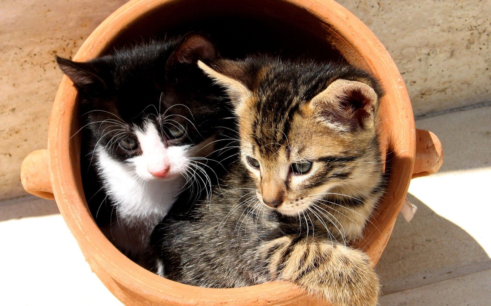 tontopf kätzchen nette tiere aussehen katze duo