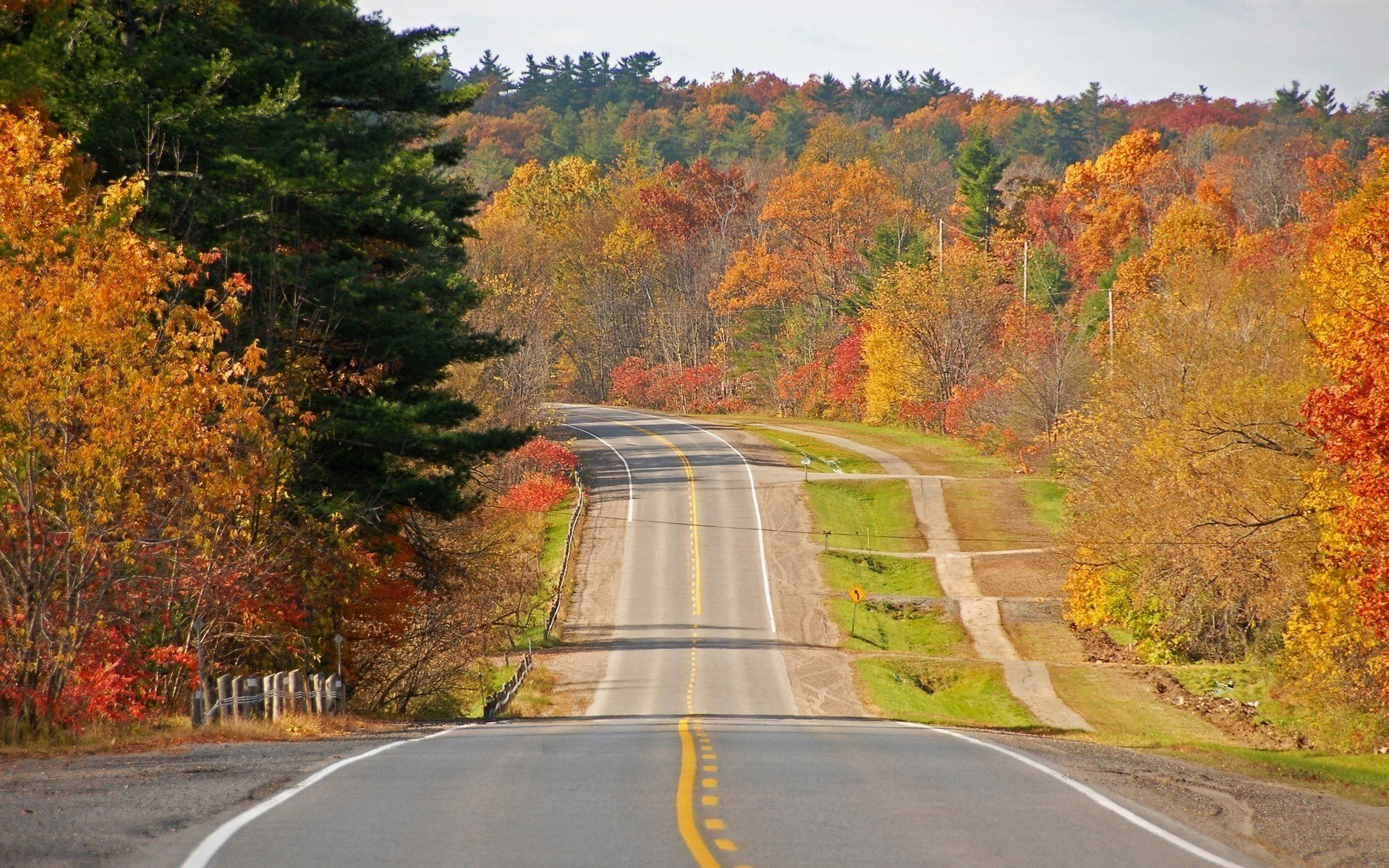 trasse waldpflanzungen herbstfarben wald straßen laubfall goldene zeit sommer gelbe blätter abstieg markierung zaun zeichen asphalt bäume