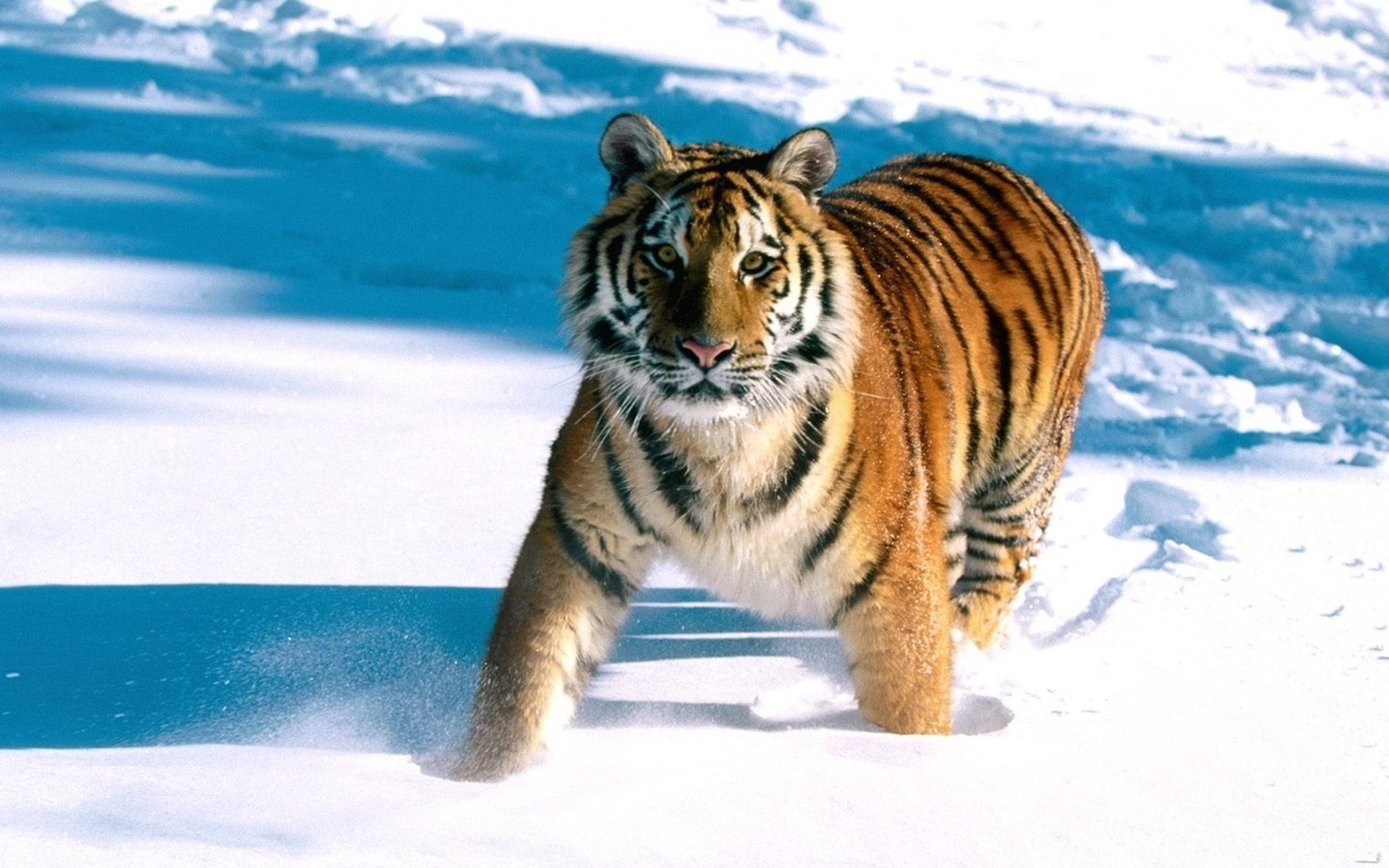 triped handsome tiger snow drifts animals predators look cat eye