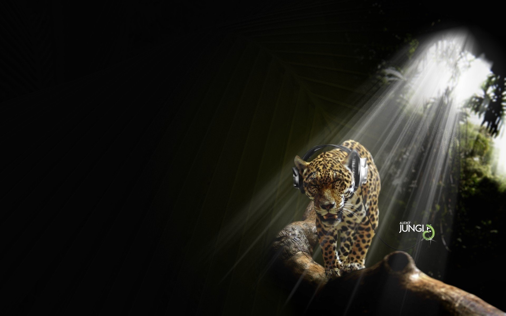 jaguar important cat light animals predators cat