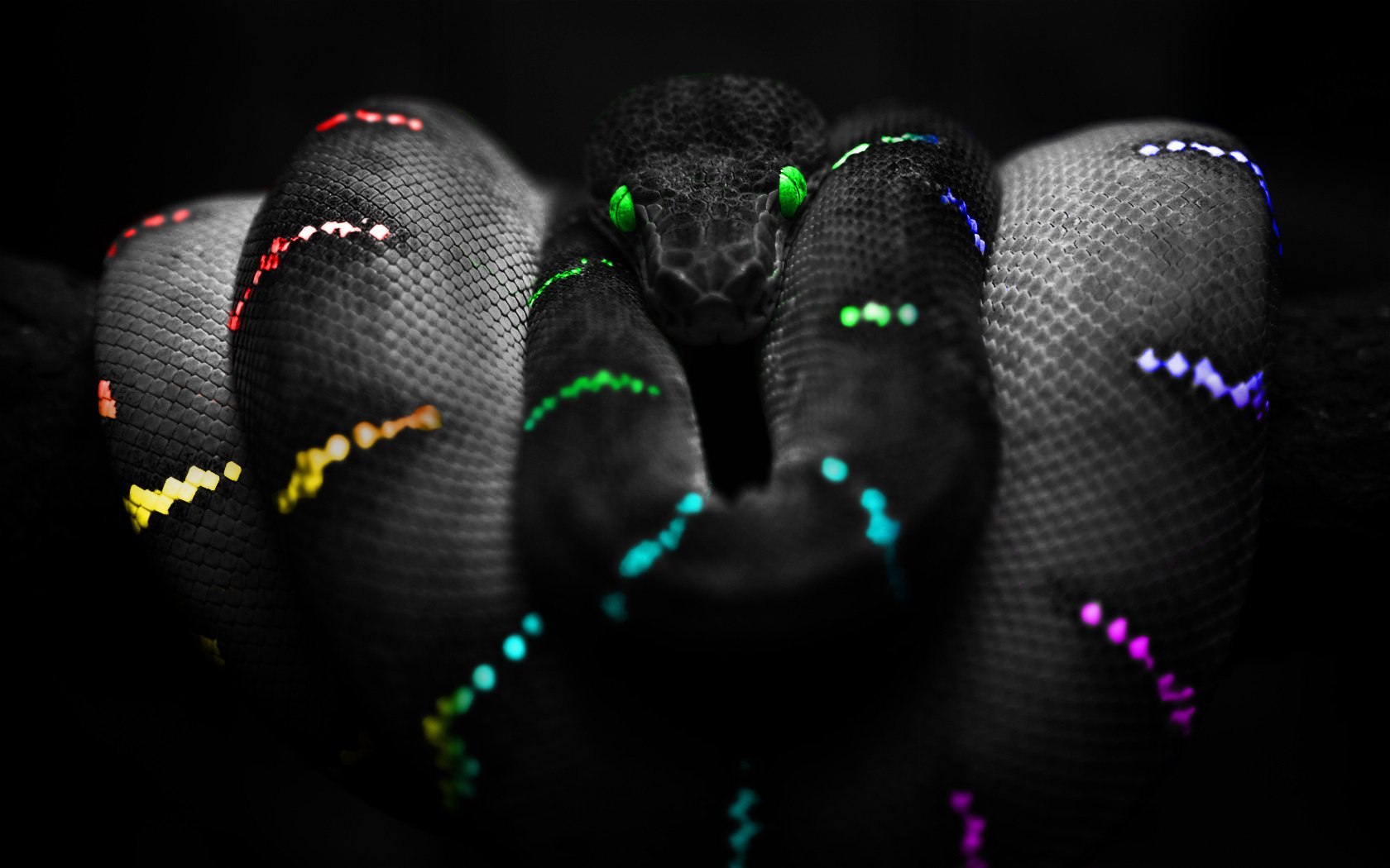 green eyes colors snake snake colors plazuns eye