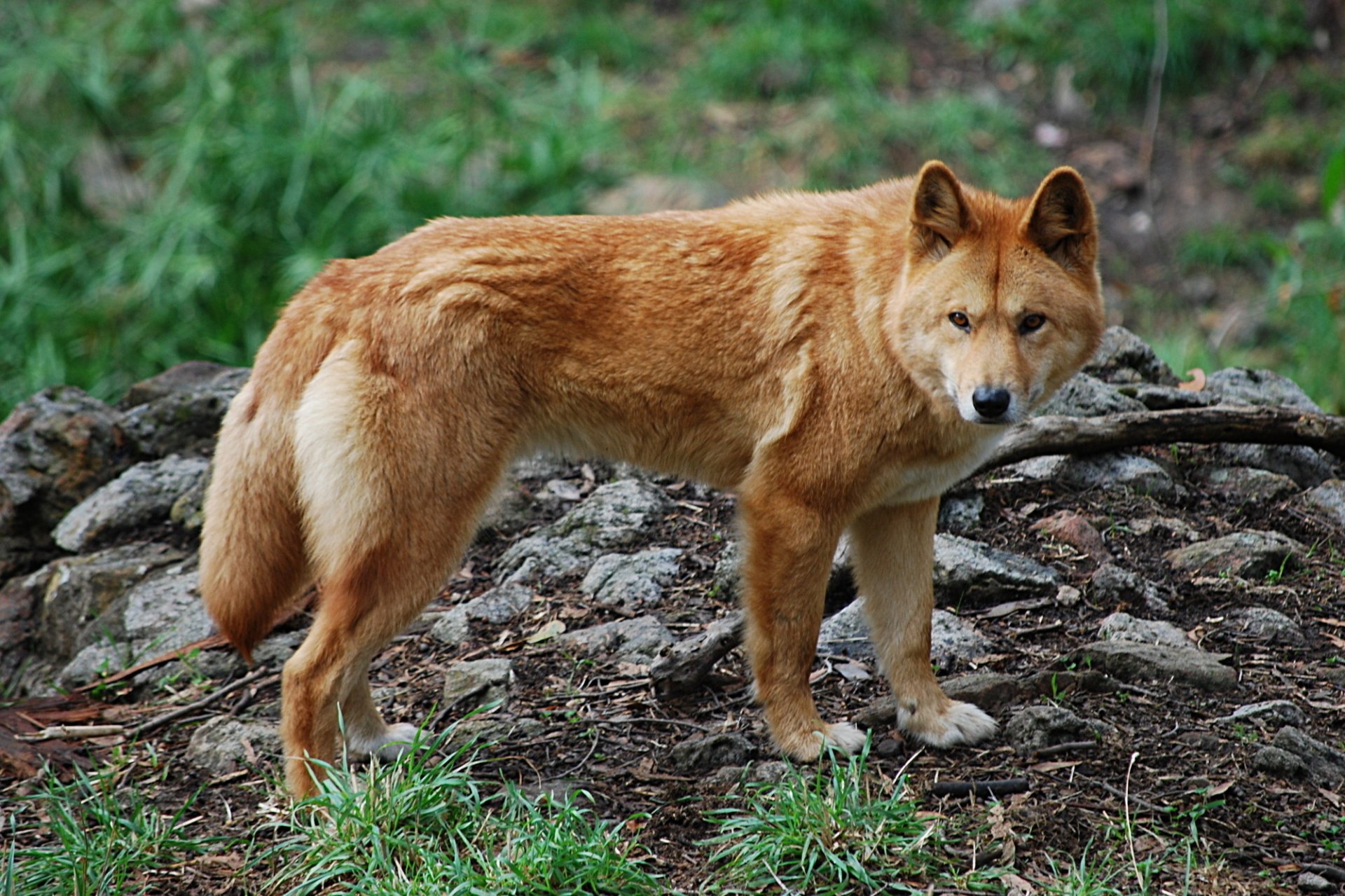 dingo dziki pies natura rude psy spojrzenie