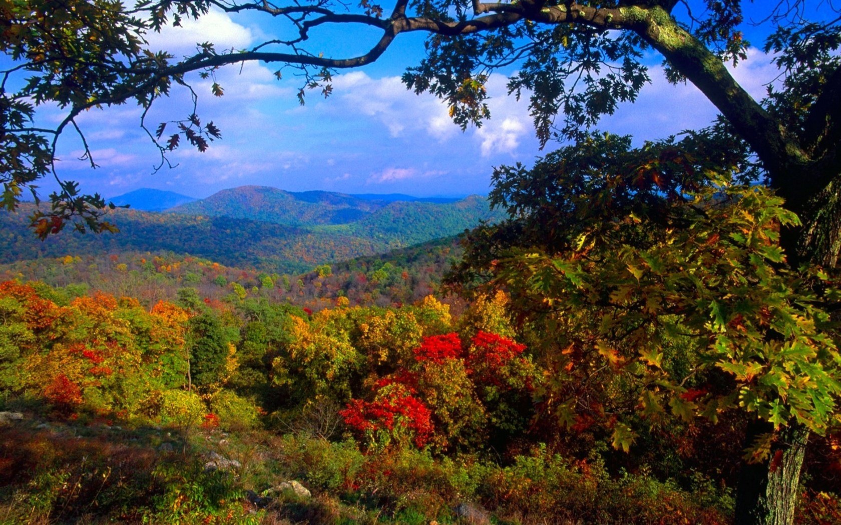 fauna selvatica autunno montagne caduta delle foglie periodo d oro estate indiana foglie gialle