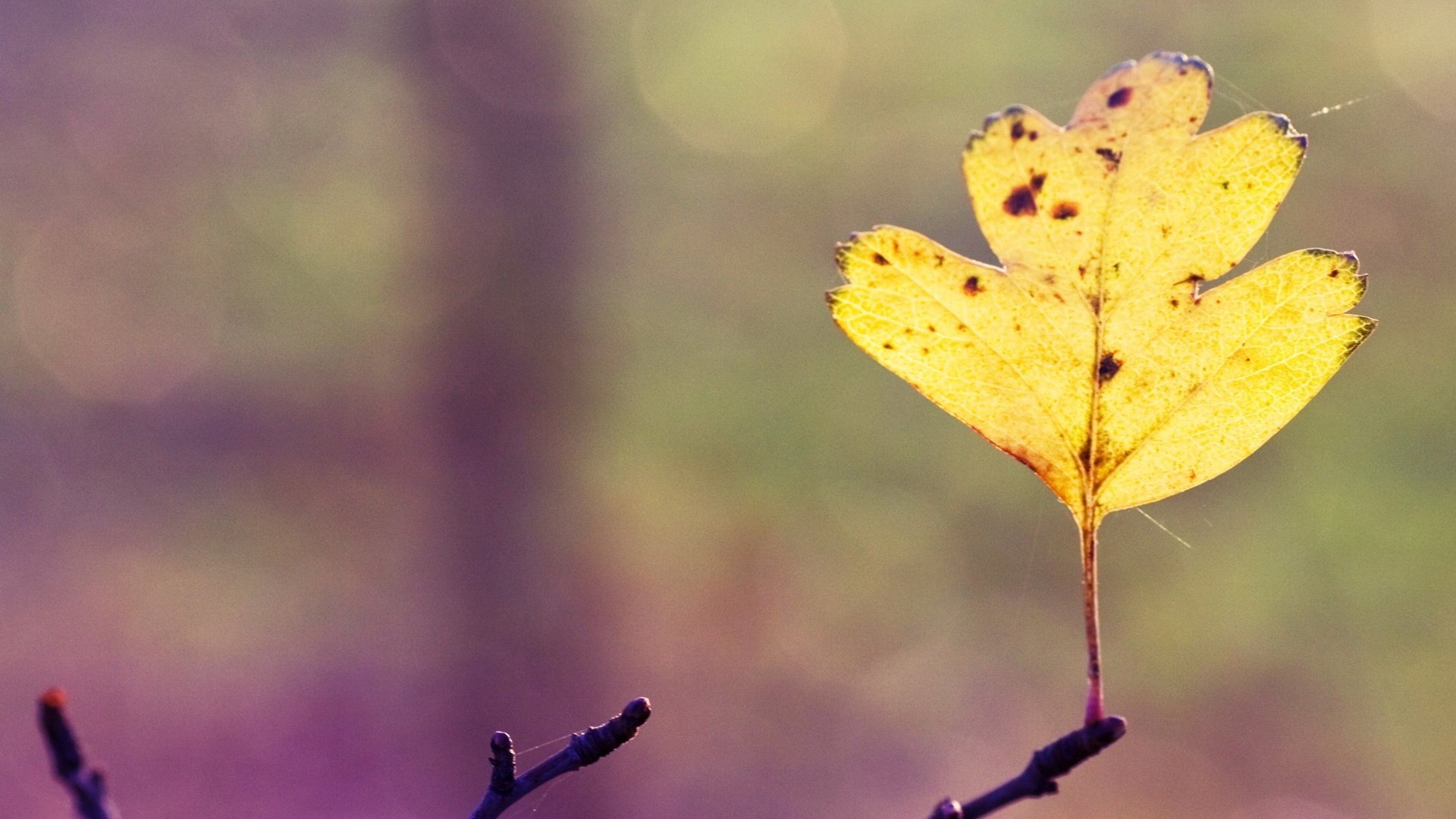 foglia gialla tre bastoncini natura foresta