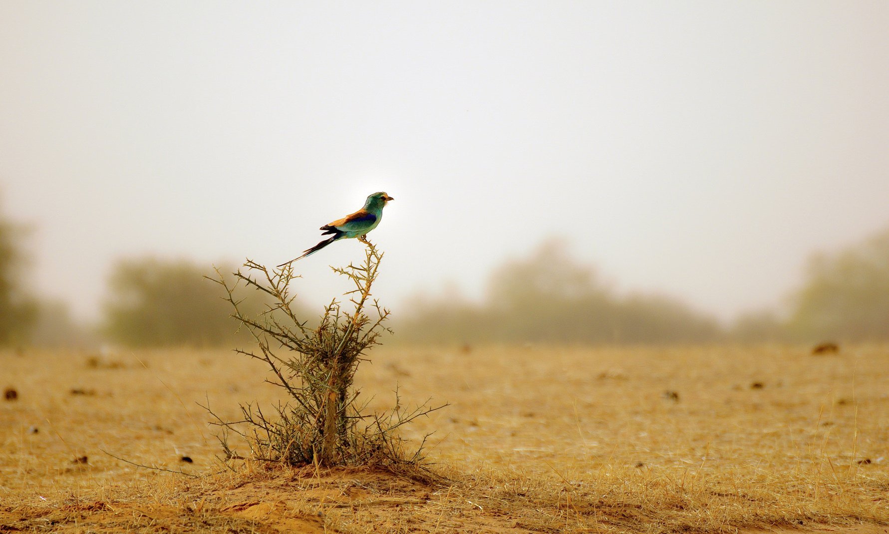 dry bush colorful bird desert birds bird