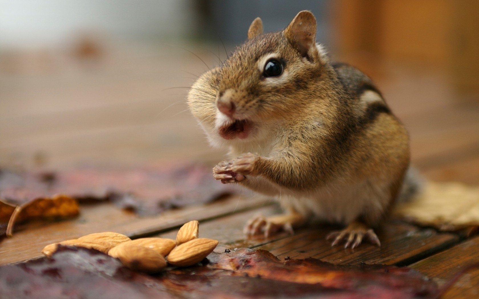 questo è un criceto uno scoiattolo che mangia una foto divertente noci roditori occhi