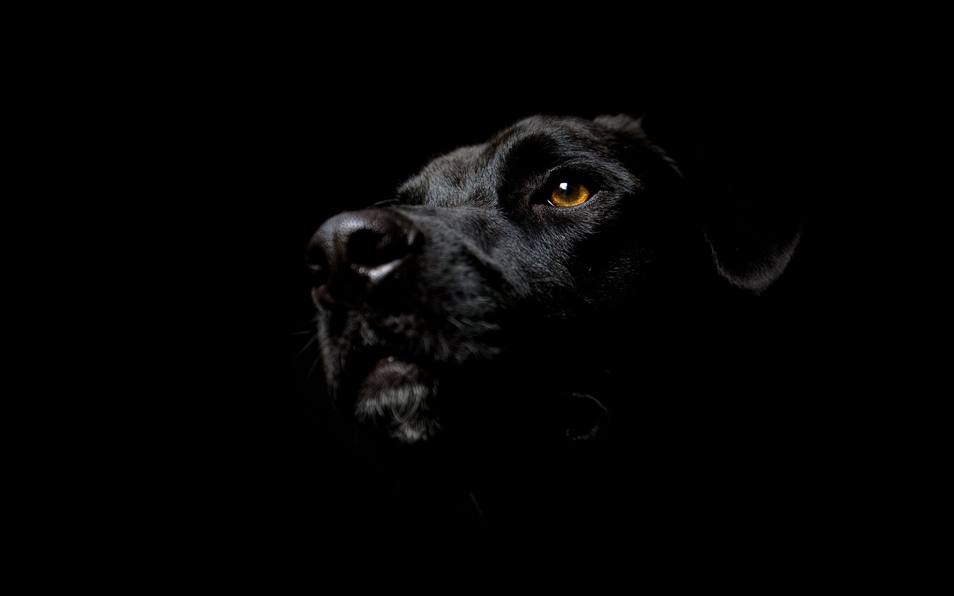 hocico de perro minimalismo perro negro ojo nariz mirada perros fondo negro simplicidad estilo