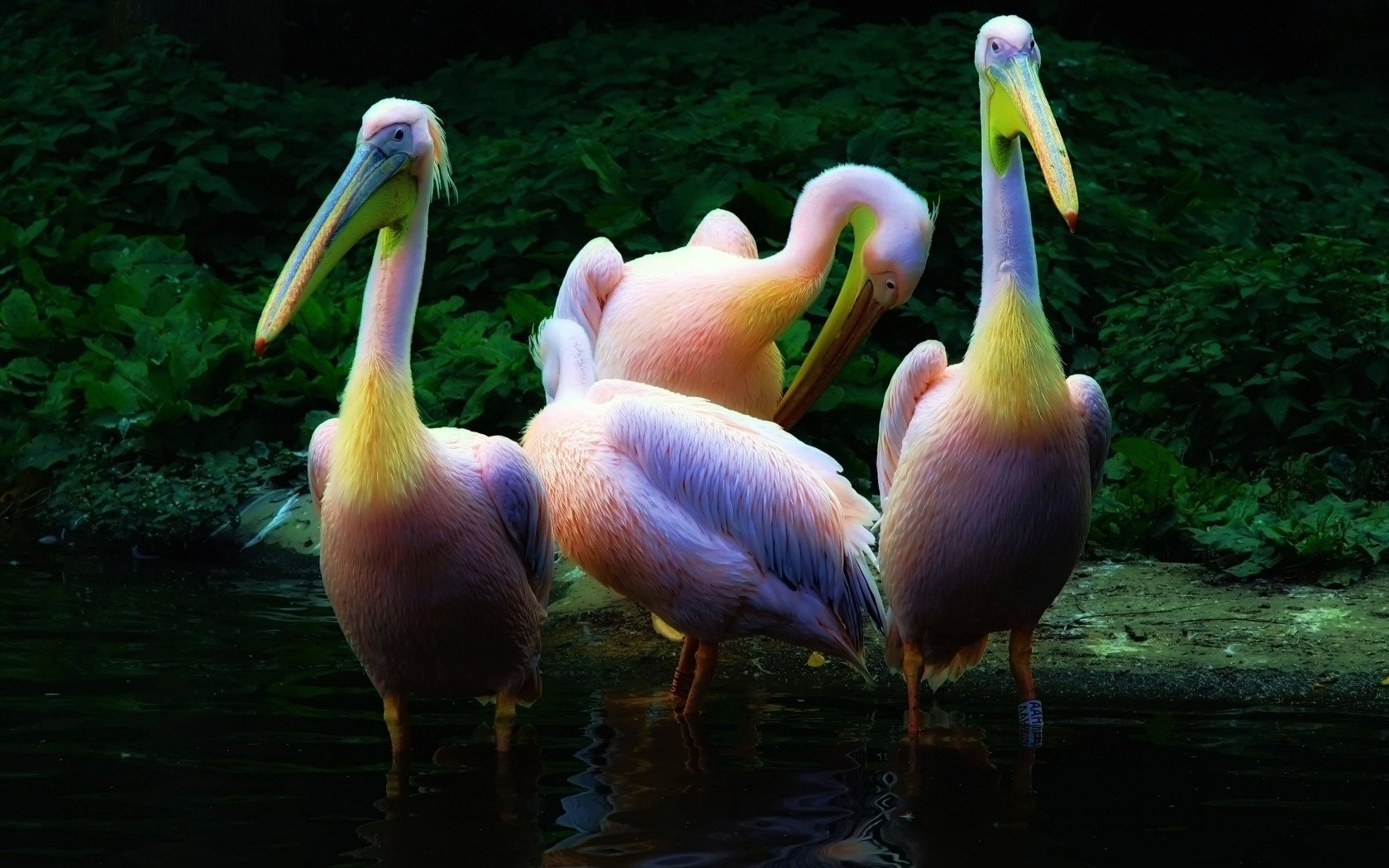 pelícanos rosados agua gráficos aves plumas