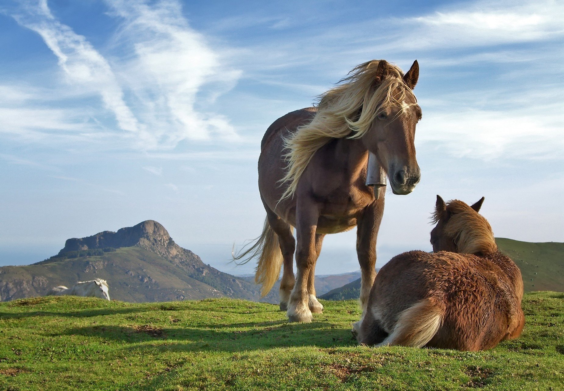 guapos de pura sangre pogorbe caballos marrón ungulados tierra hierba montañas cielo nubes