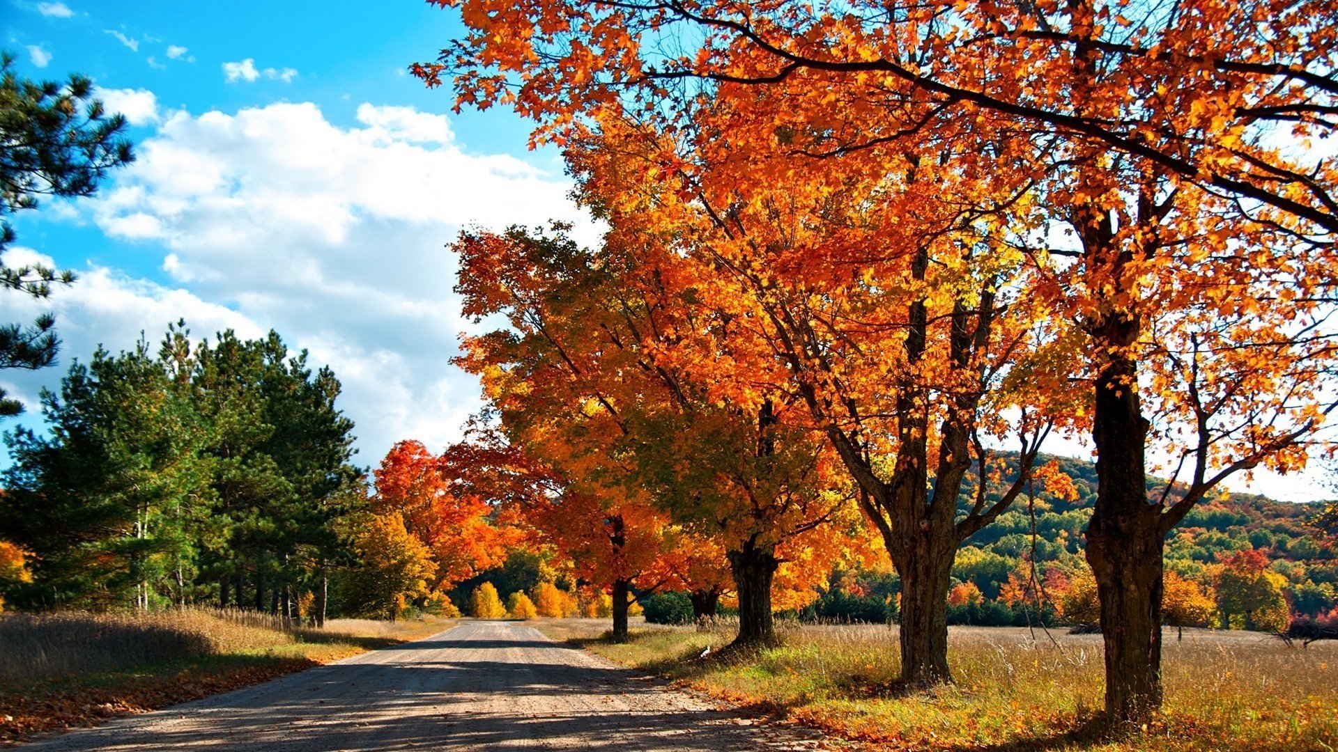 rot gelb grün straße sonne bäume wald laubfall goldene zeit sommer gelbe blätter herbstfarben