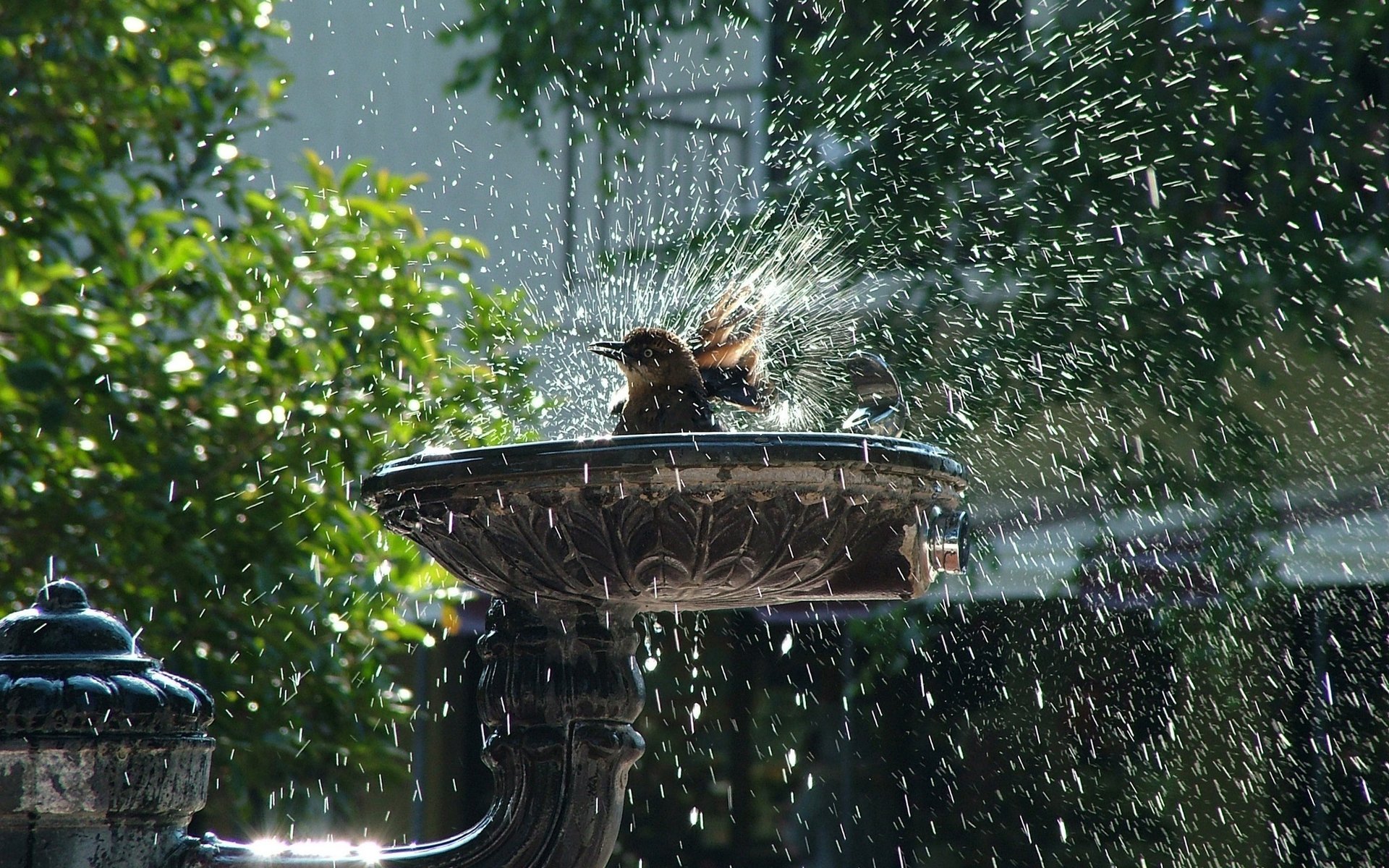 vogel badet spritzer tropfen springbrunnen vögel gefiedert