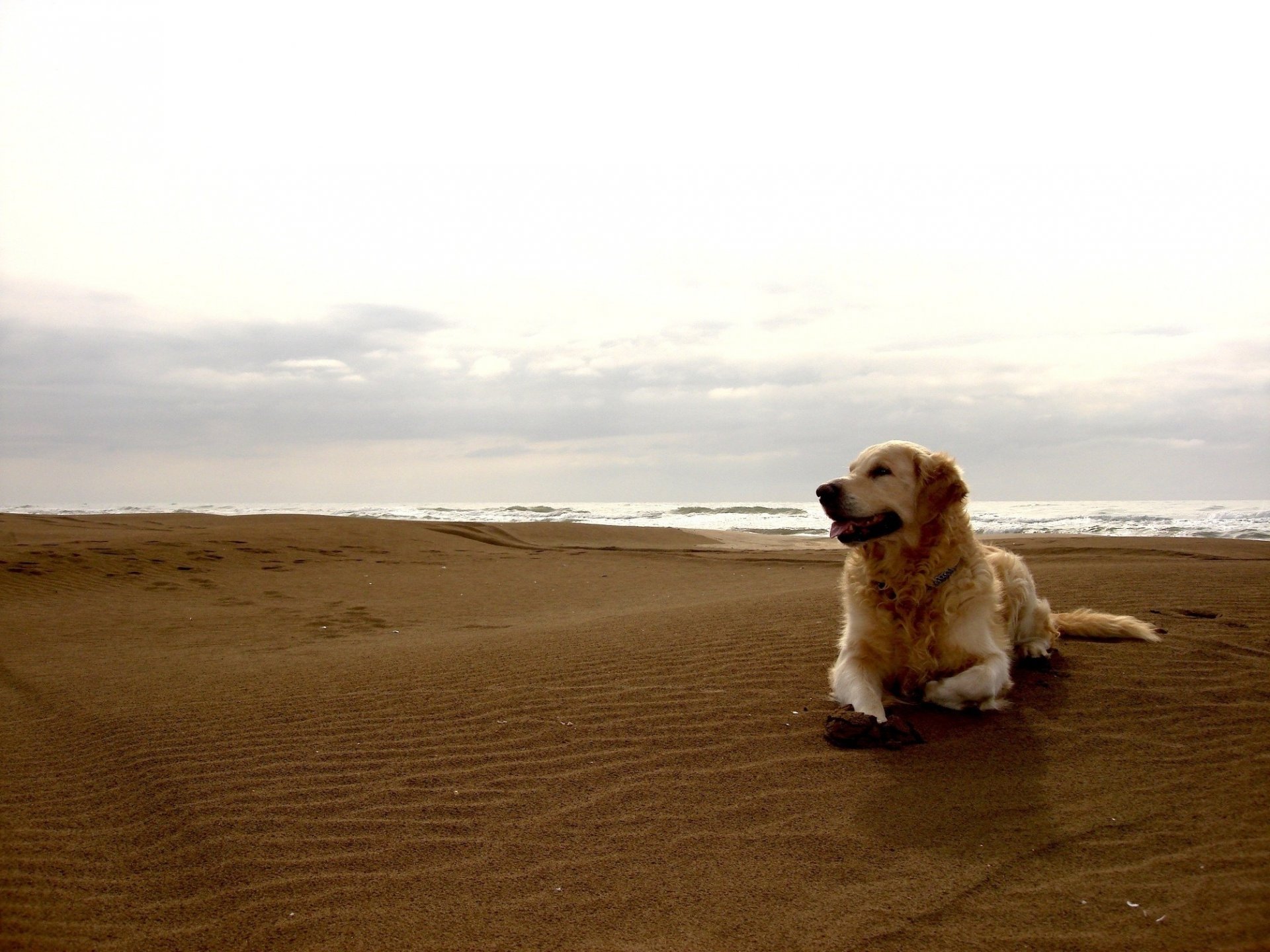 dog light color happy sea beach shore dog dog coast clouds rest sand dunes horizon