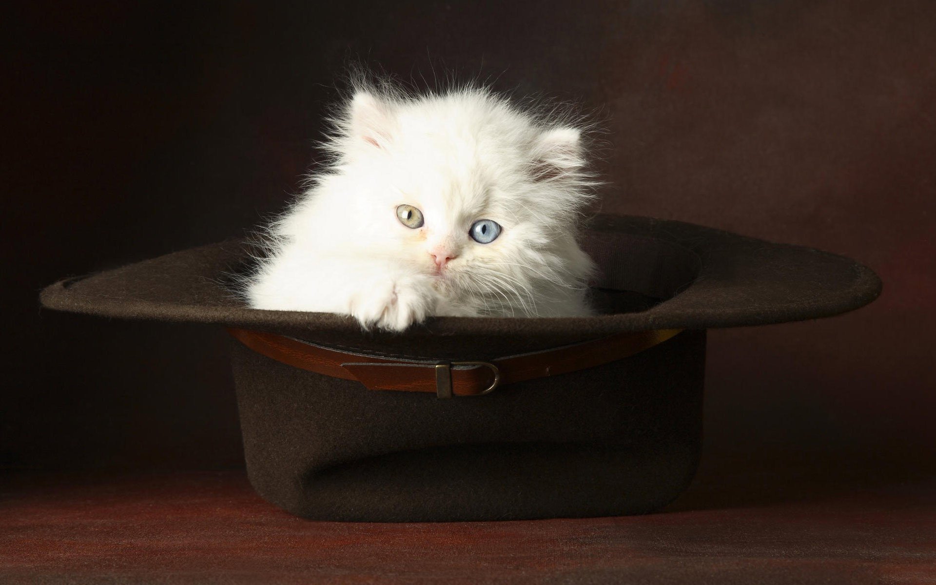 caso en el sombrero migaja blanca gatito animales mirada gato ojos