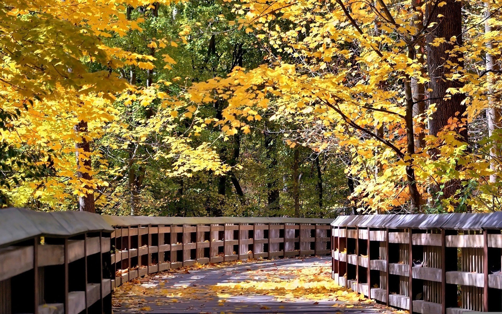 pont en bois feuillage arbres forêt chute des feuilles âge d or été indien feuilles jaunes