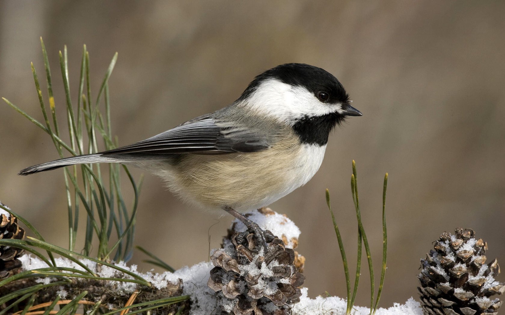 meise weiße brust schnee zapfen vogel gefiedert