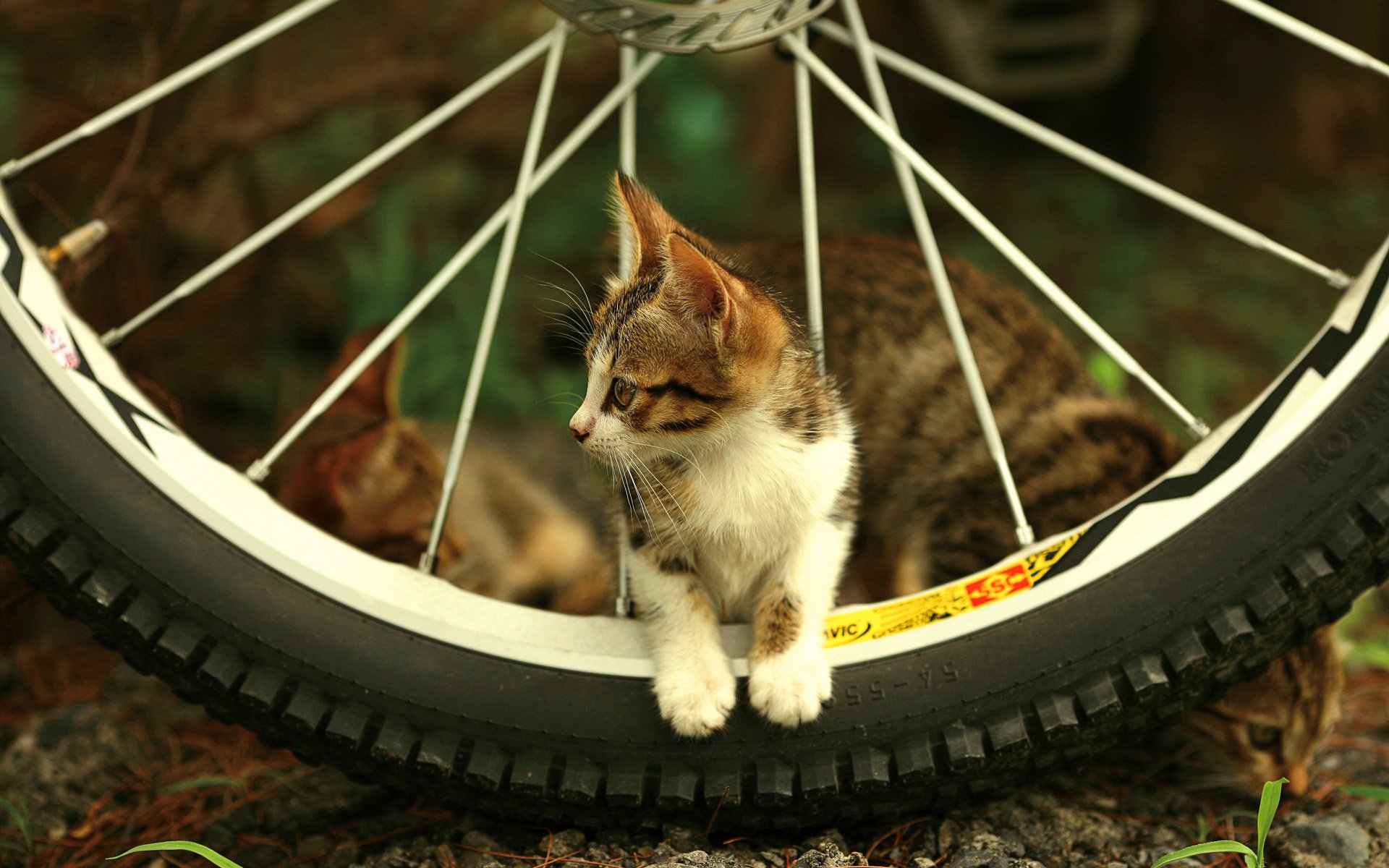 kitty wheel spokes animals look cat