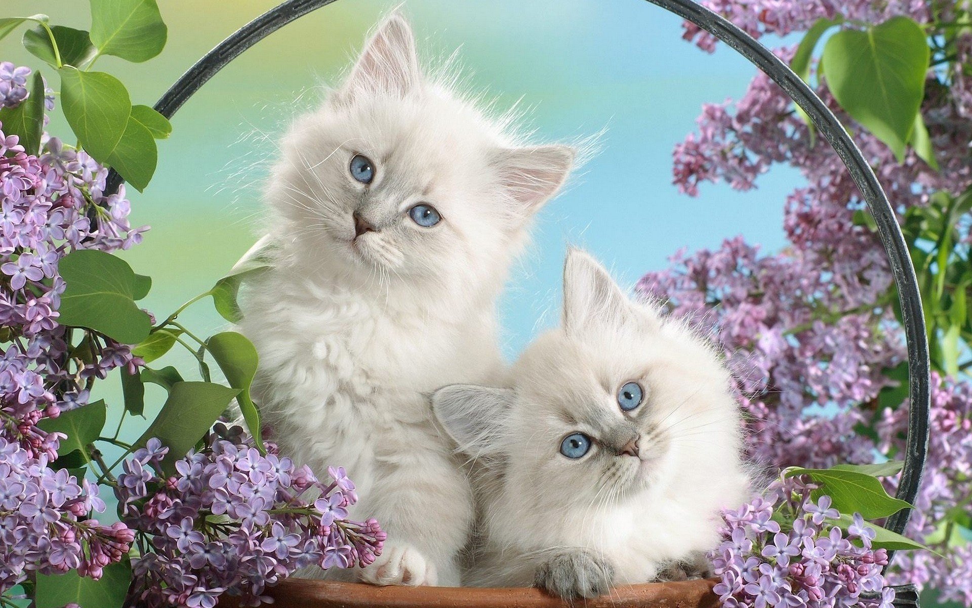 belleza blanca esponjosa gatitos lila animales mirada gato ojos dúo