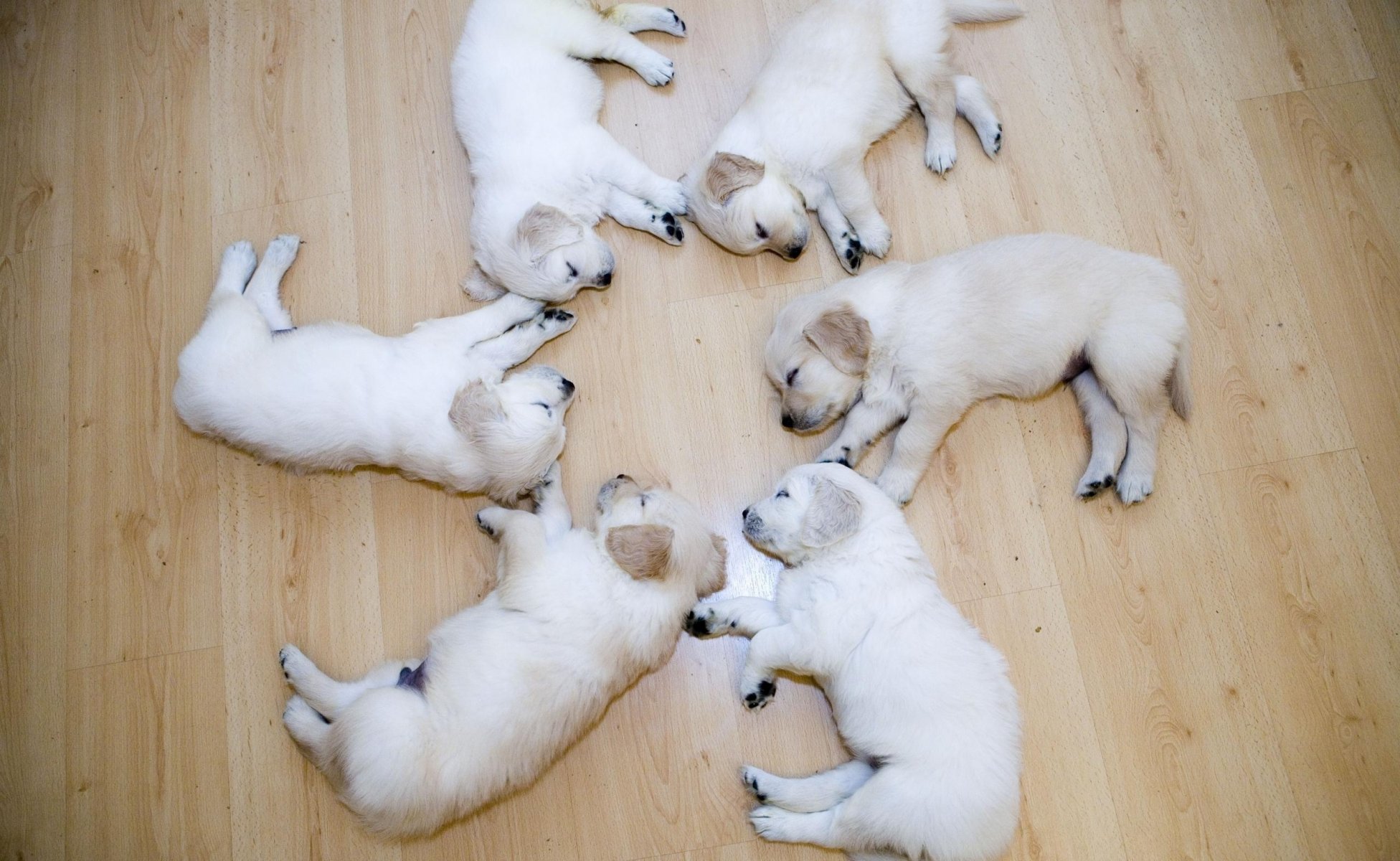 puppies white crumbs flower puppies dogs sleep