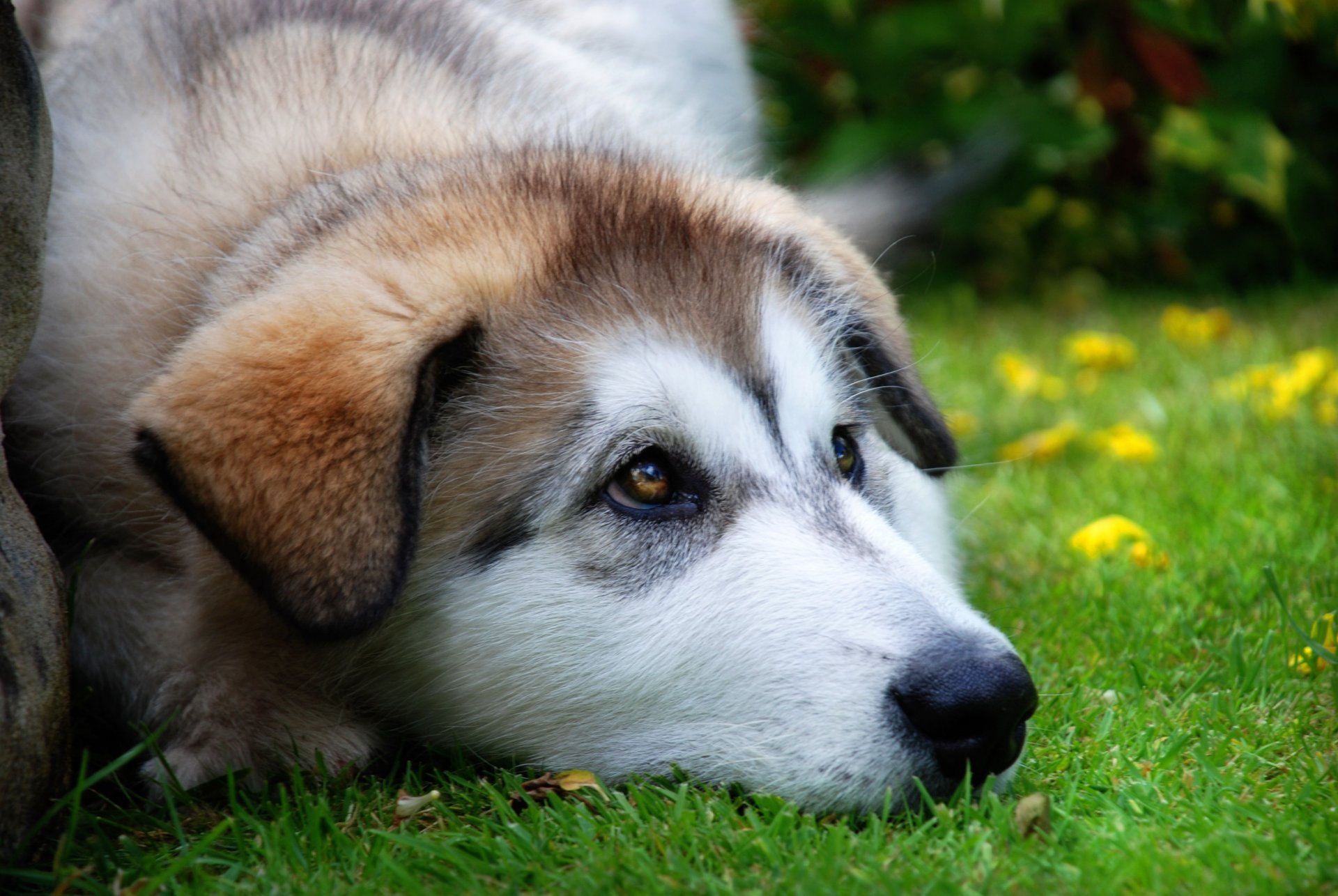 the fascinating doggie husky spout dogs look