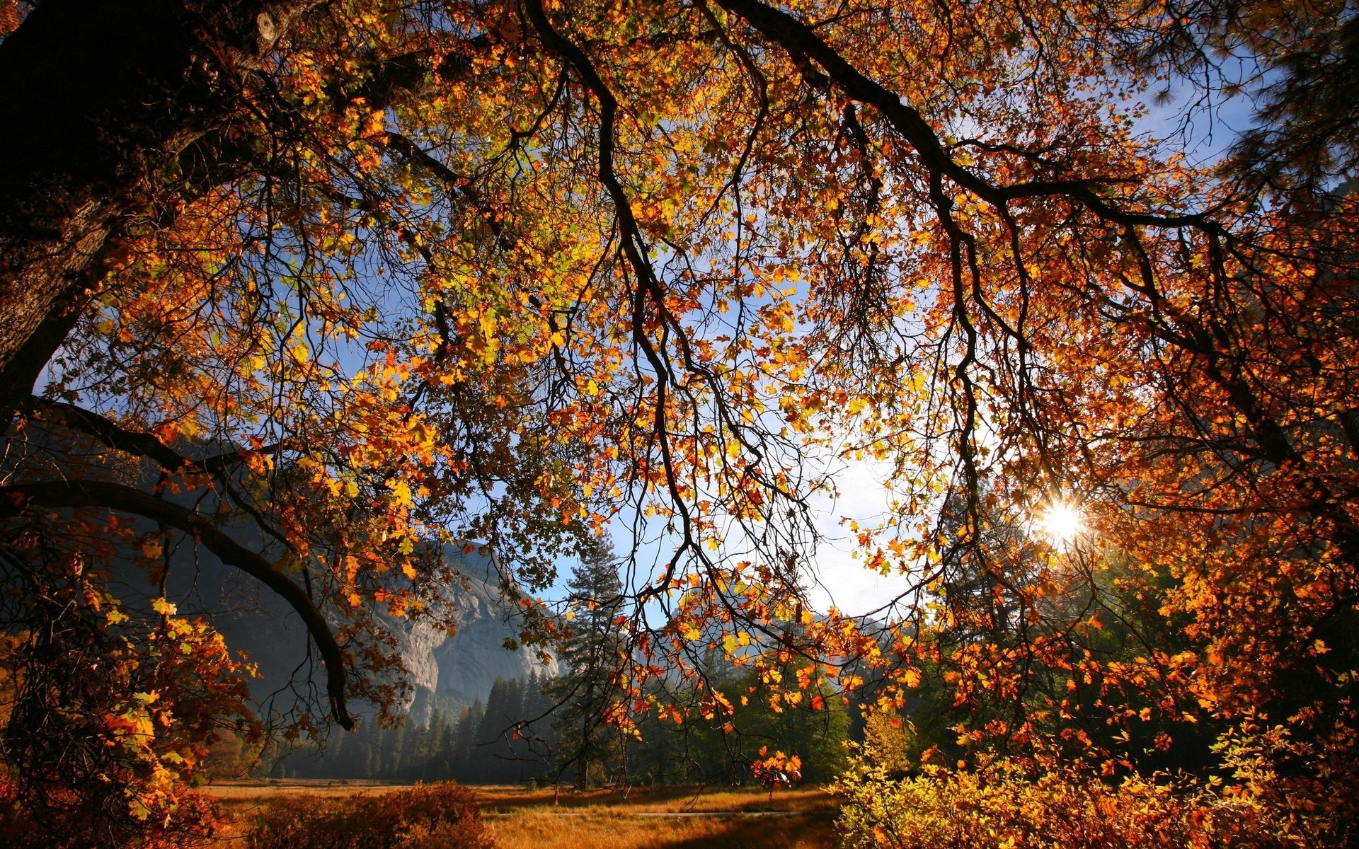 rotgelb äste licht der sonne laubfall goldene zeit sommer gelbe blätter herbstzeit berge baum blätter sonnenstrahlen wald zweige sonne herbst