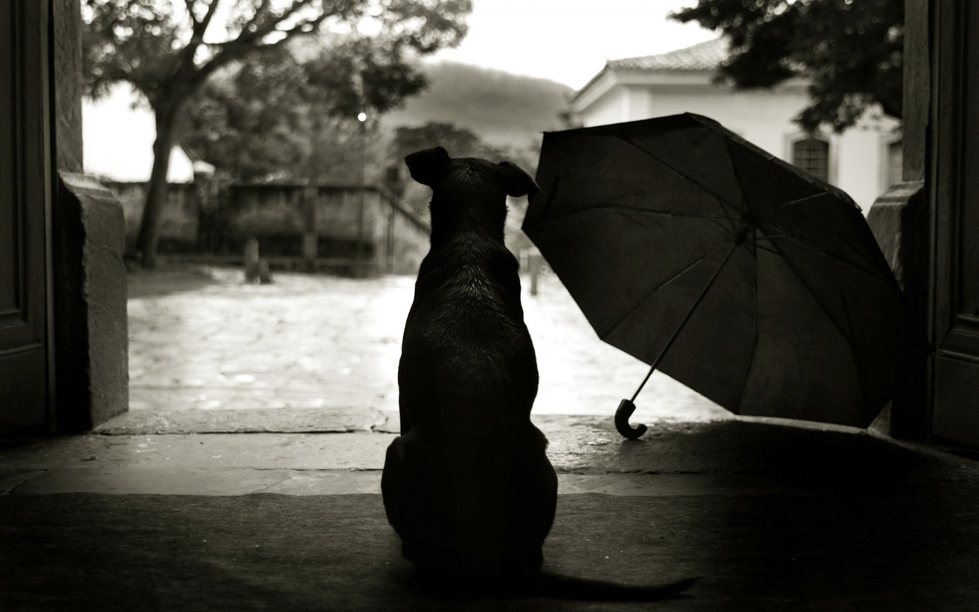 silhouette eines hundes traurigkeit regenschirm hunde