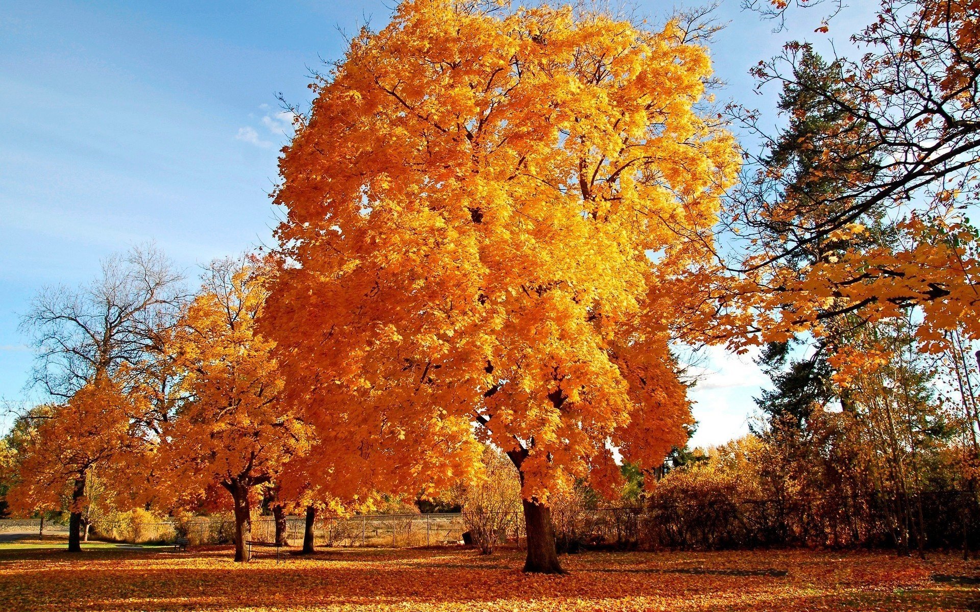 baum flauschiges laub gelb wald laubfall goldene zeit sommer gelbe blätter