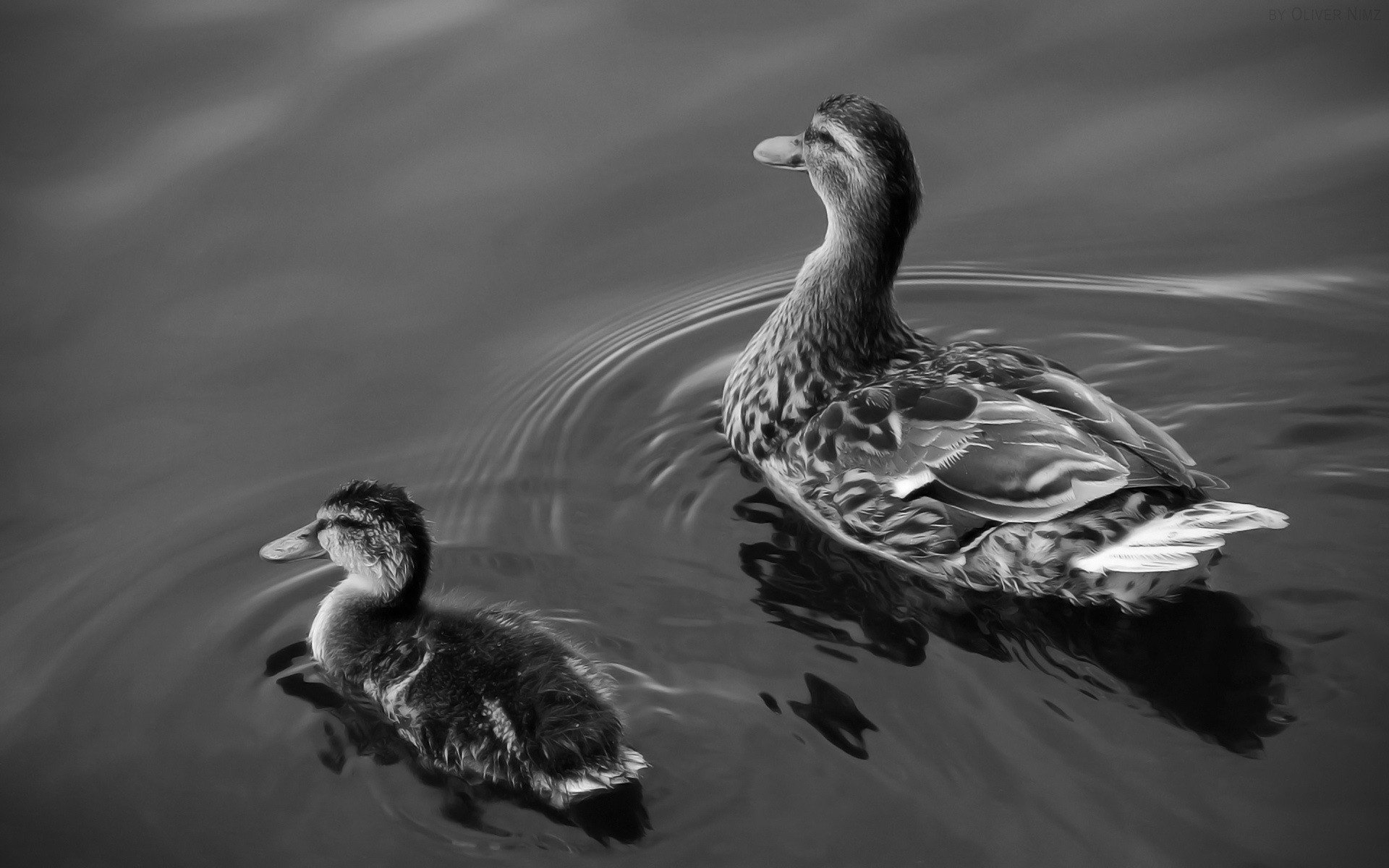 patos agua mamá y bebé pájaros blanco negro