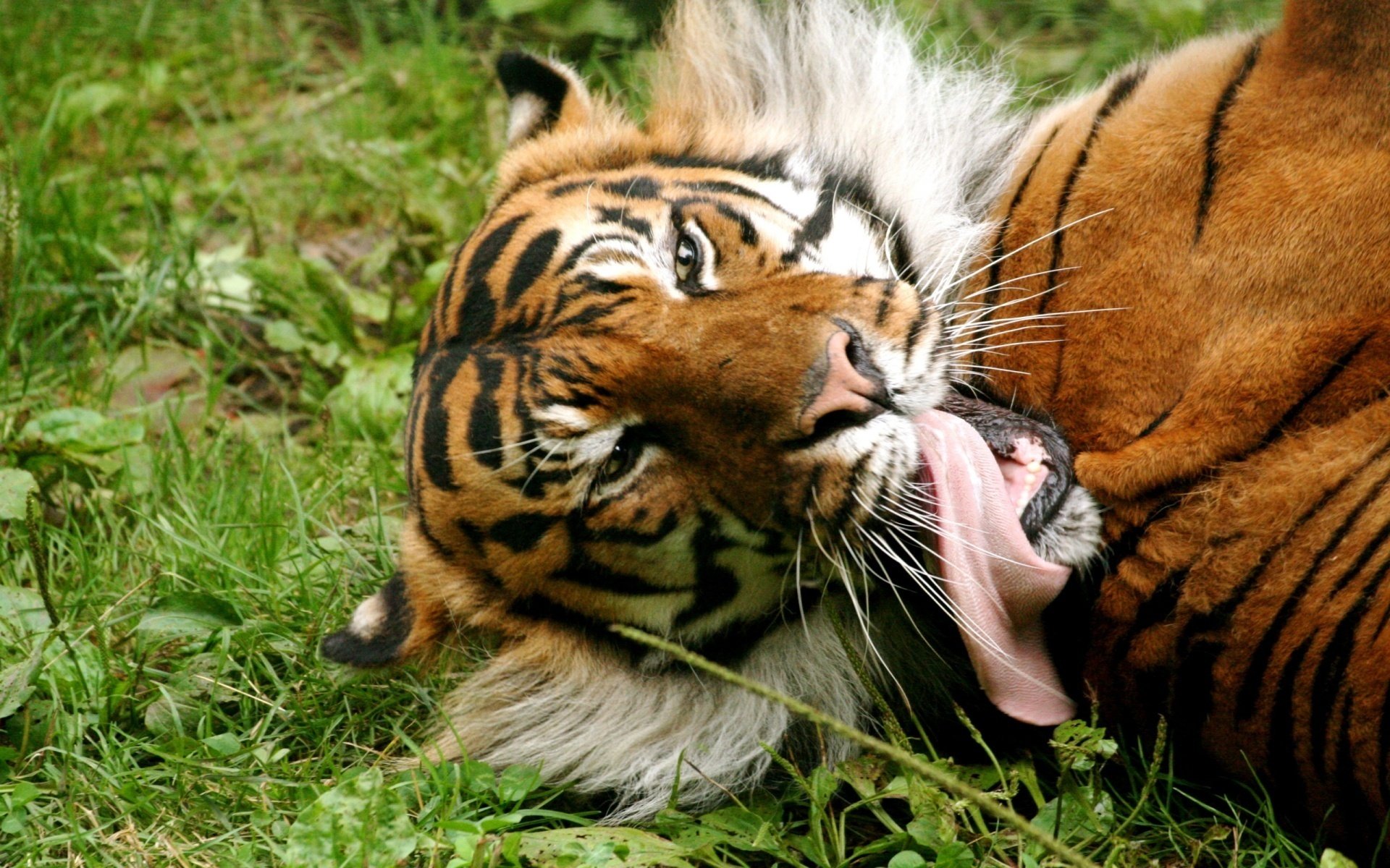 tigre langue herbe roux animaux prédateurs félin