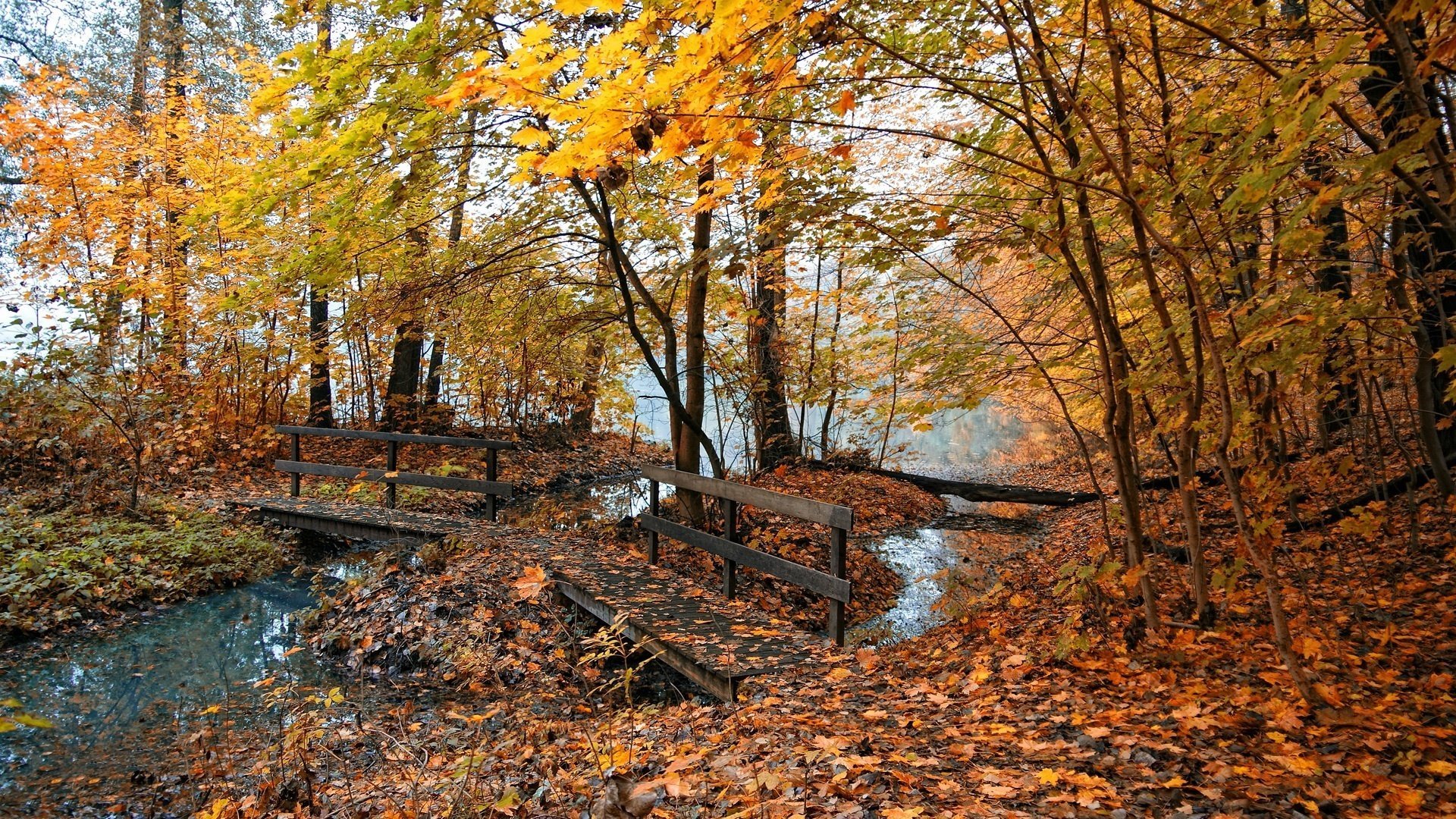 puente de madera arroyo bosque follaje caída de hojas época dorada verano indio hojas amarillas colores de otoño