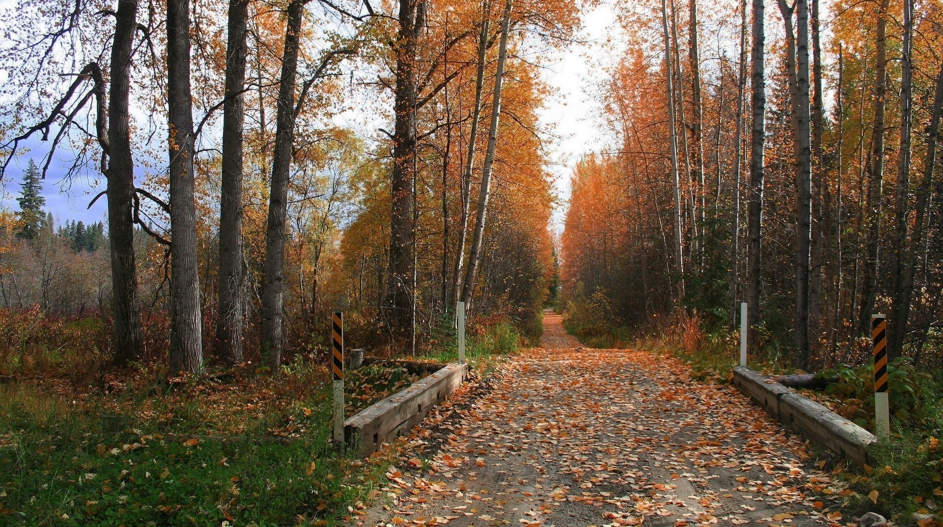 track the leaves on the ground birch cool forest falling leaves golden time indian summer yellow leaves the colors of autumn