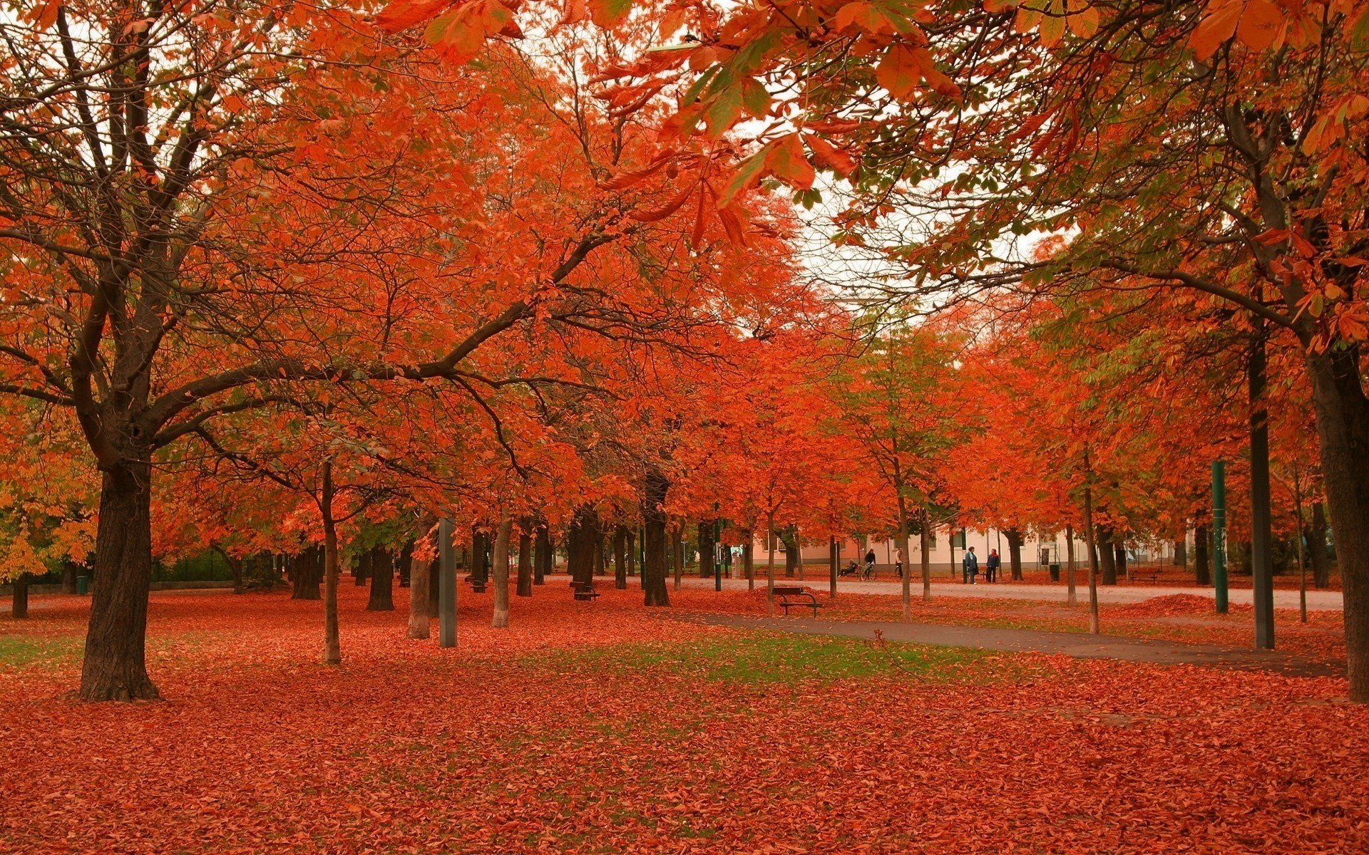 rosso parco fogliame foresta caduta delle foglie periodo d oro estate indiana foglie rosse tappeto