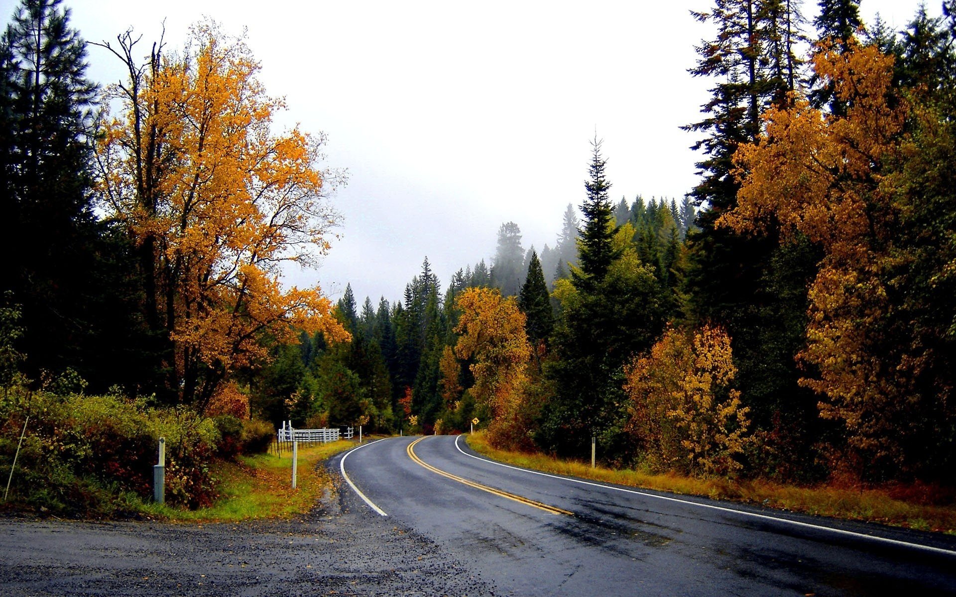 wet road woodland autumn forest roads leaf fall golden time indian summer yellow leave