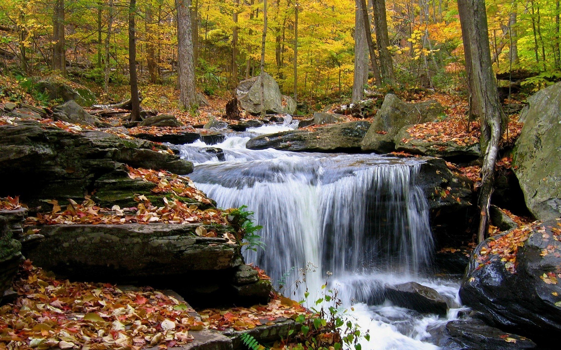 trees stones mountain stream autumn leaves forest streams falling leaves golden time indian summer yellow leave