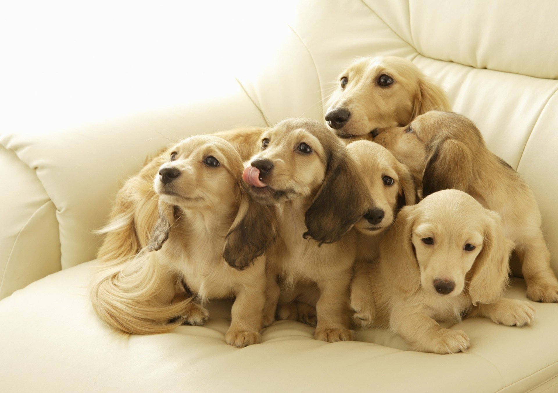 caras lindas cachorros color claro cachorros perros mirada sofá