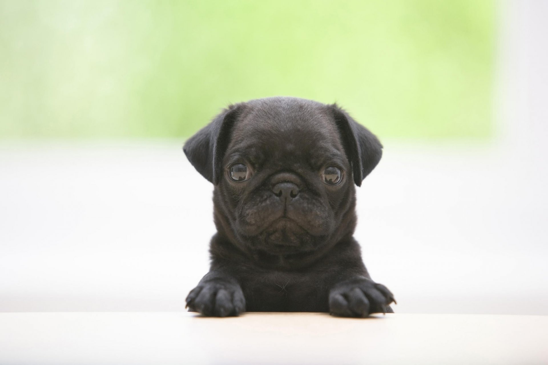 tolle augen hund schwarze farbe welpen hunde blick mops