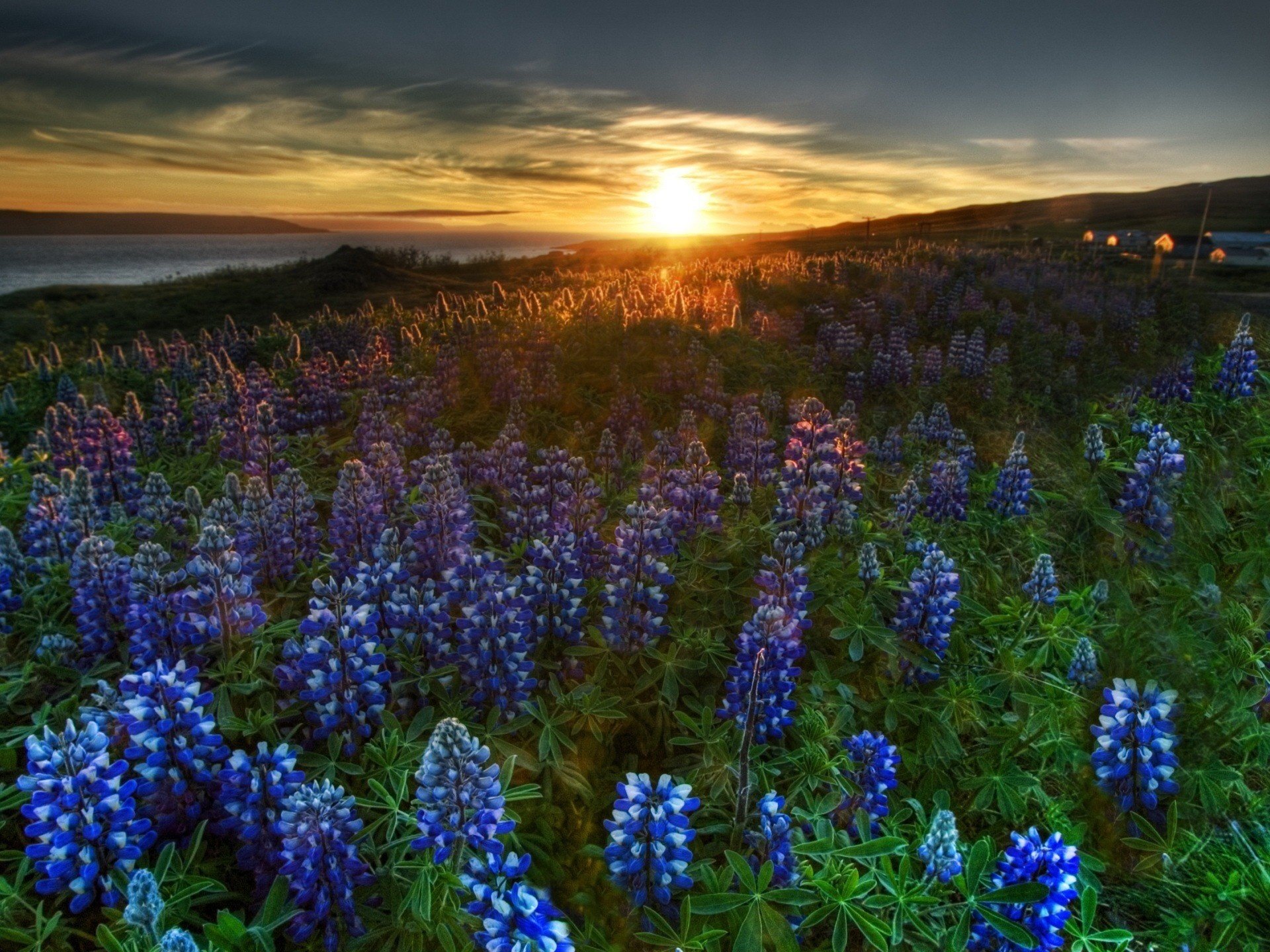 orizzonti fiori fiori di campo tramonto paesaggio campo