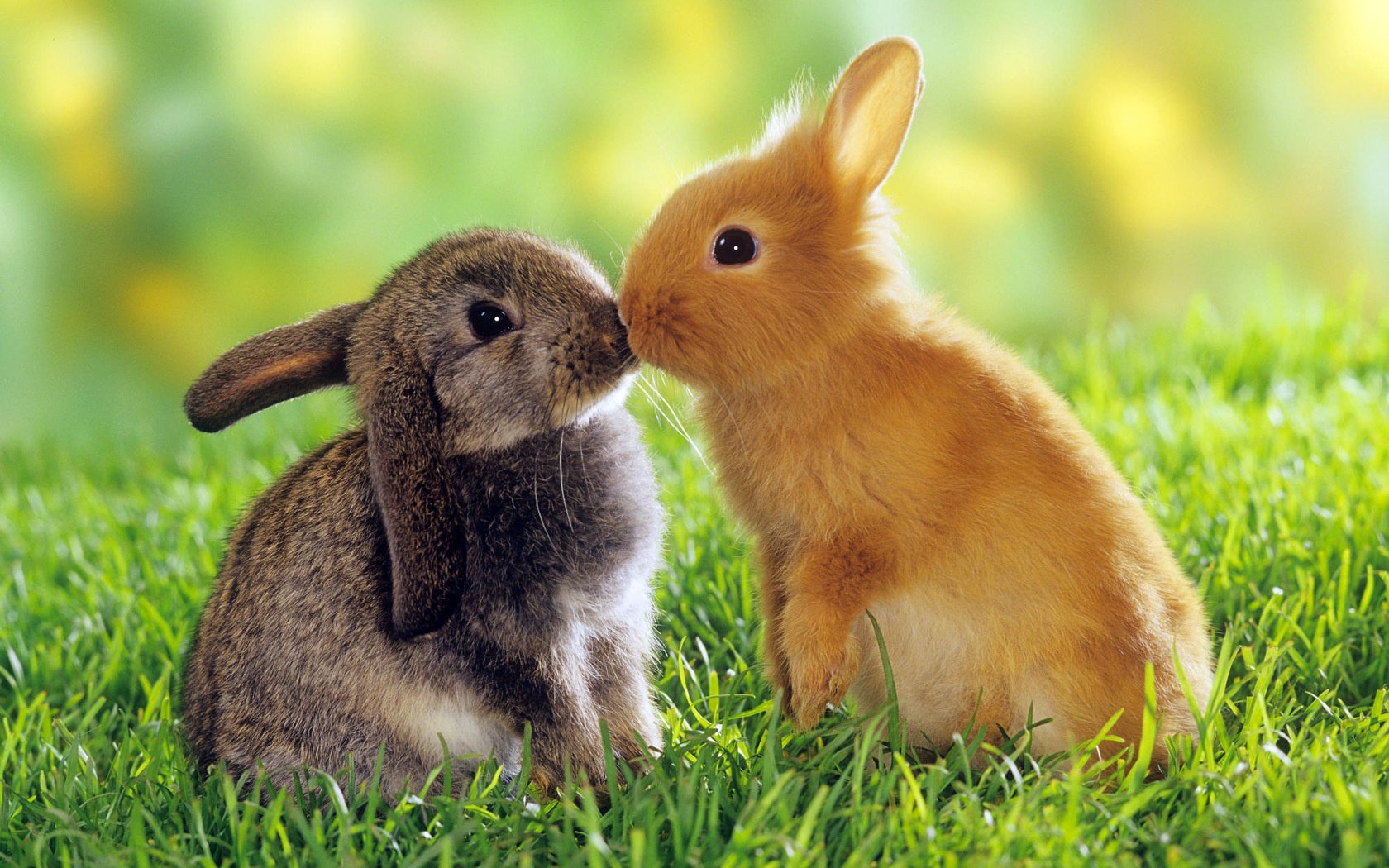 lapins bébés roux gris baiser amour yeux