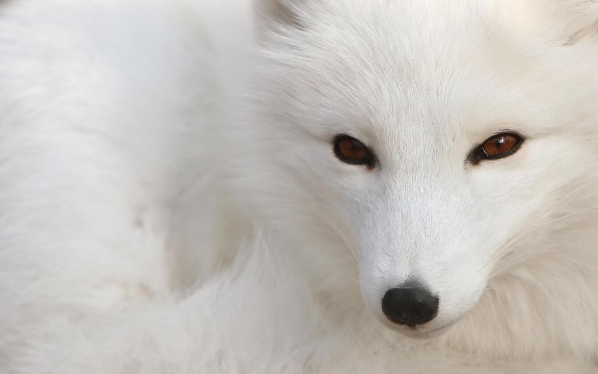 black spout fox white wool look