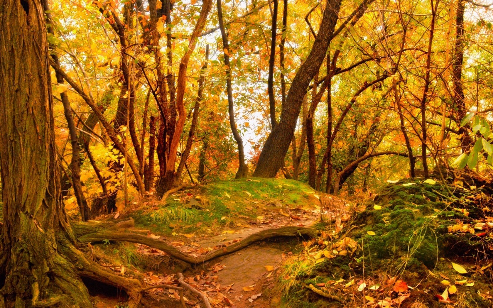 yellowed foliage forest trees mounds falling leaves golden time indian summer yellow leave