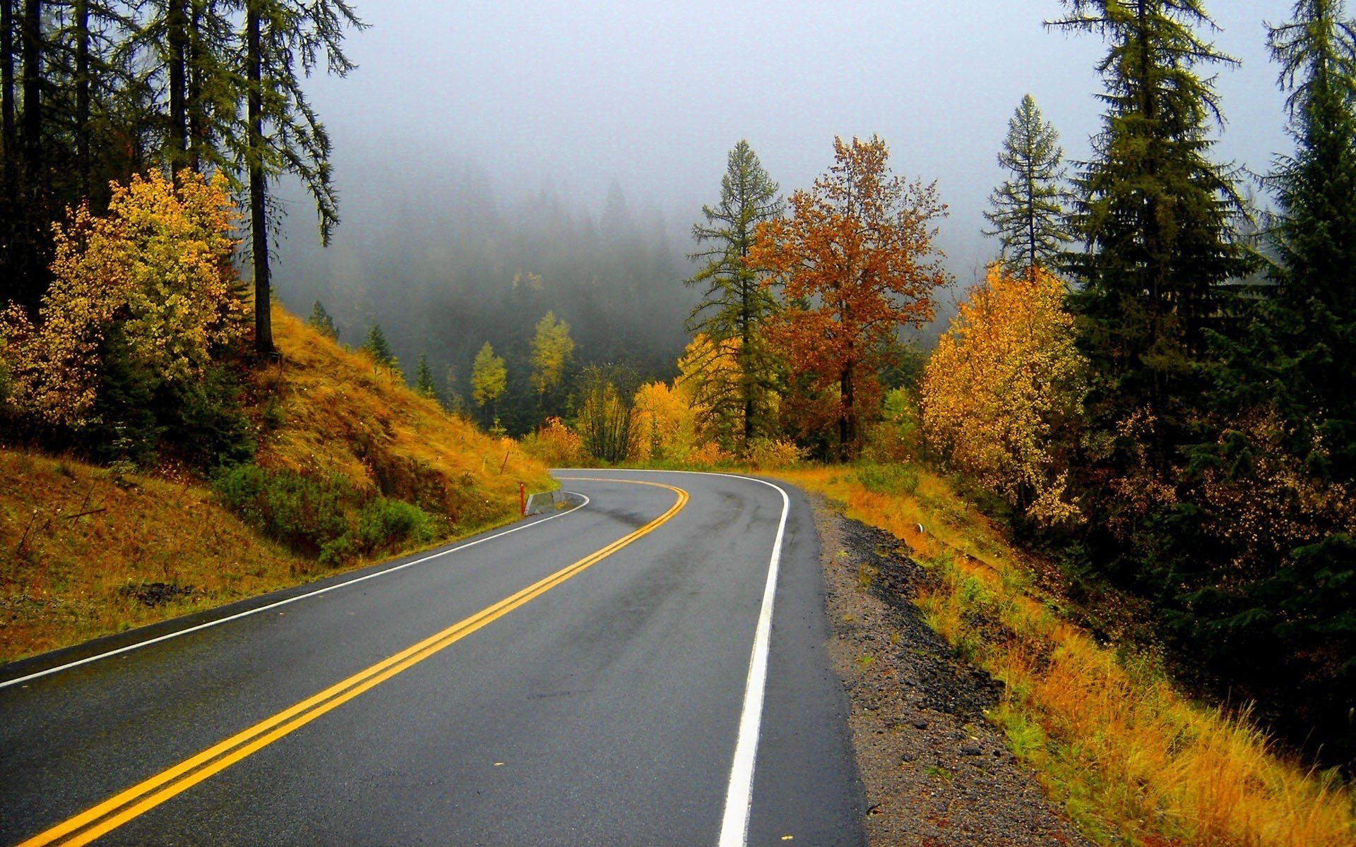 strada fogliame giallo lenze da pesca foresta strada caduta delle foglie tempo d oro estate indiana foglie gialle svolta marcatura nebbia