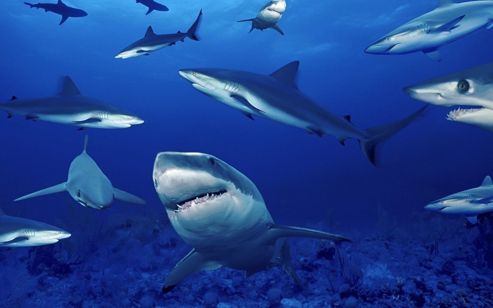 brulicante di mare squalo grigio blu profondo glubina squali predatori uccelli acquatici acqua sott acqua oceano denti mondo sottomarino