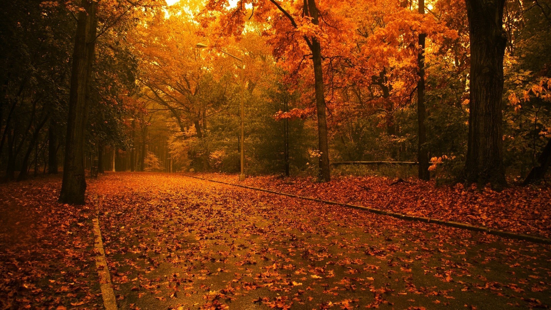 road red leaves woods forest falling leaves golden time indian summer yellow leaves the colors of autumn park alley