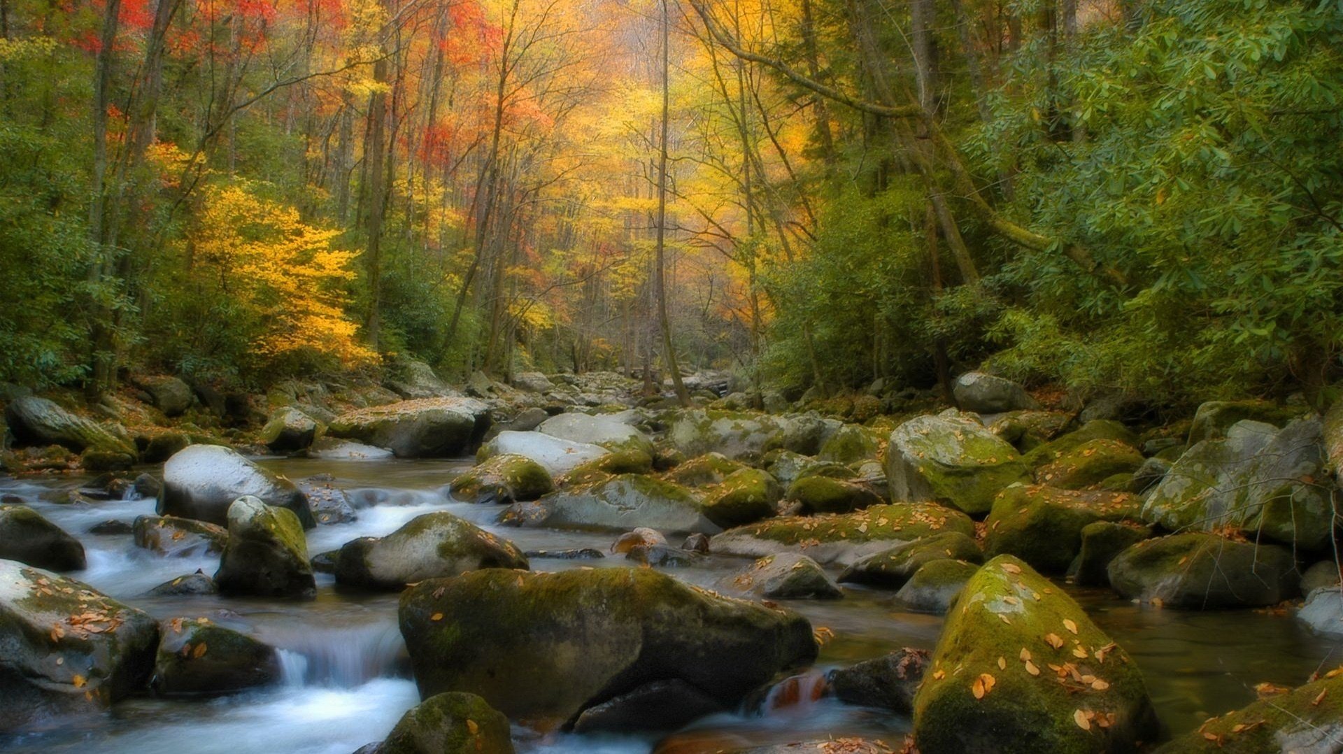 pierres recouvertes de mousse ruisseau forêt chute des feuilles âge d or été indien feuilles jaunes couleurs d automne ruisseau de montagne brouillard