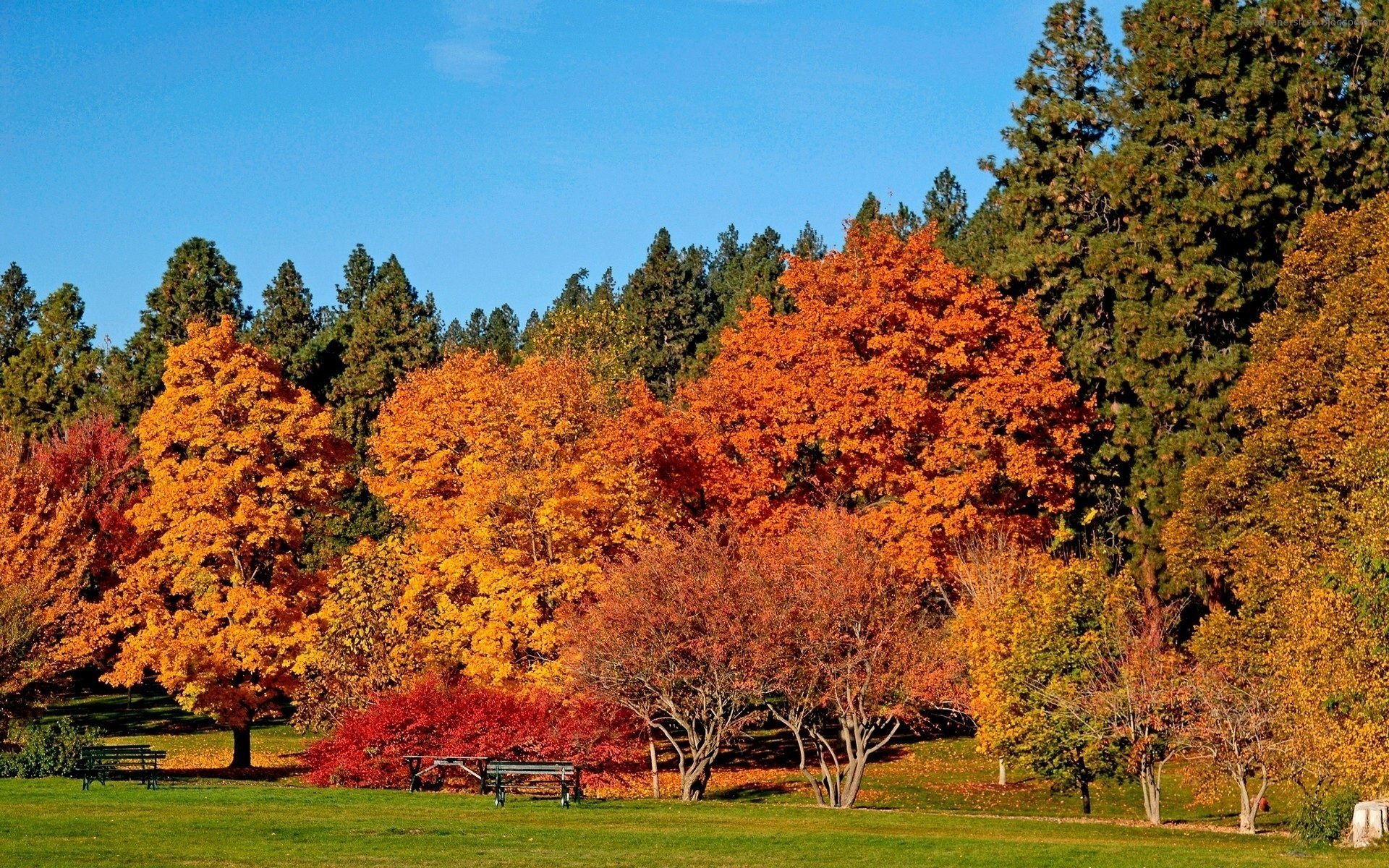 fogliame giallo-rosso alberi foresta caduta delle foglie tempo d oro estate indiana foglie gialle colori autunnali foglie