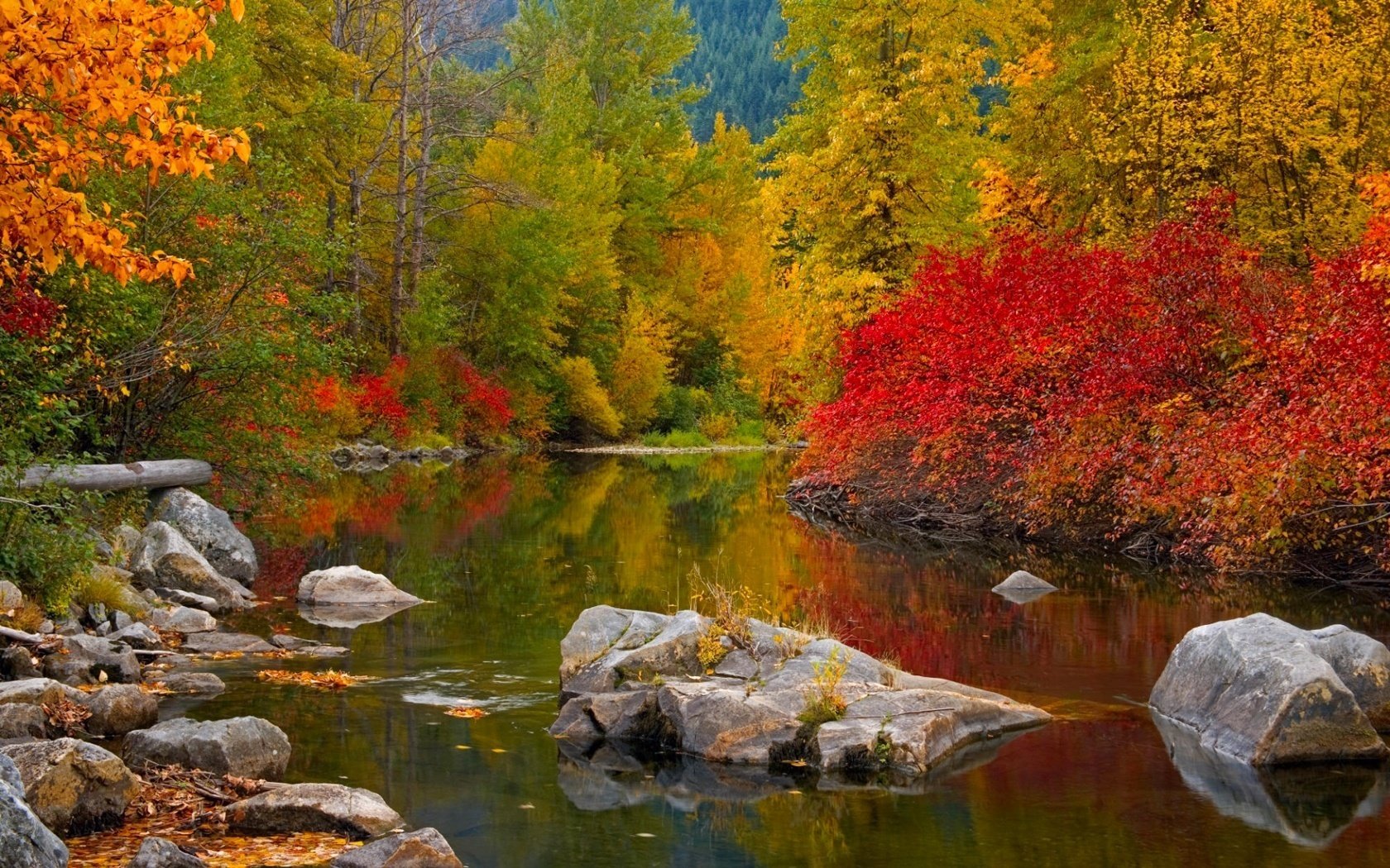 see steine herbstfarben wald flüsse laubfall goldene zeit sommer gelbe blätter