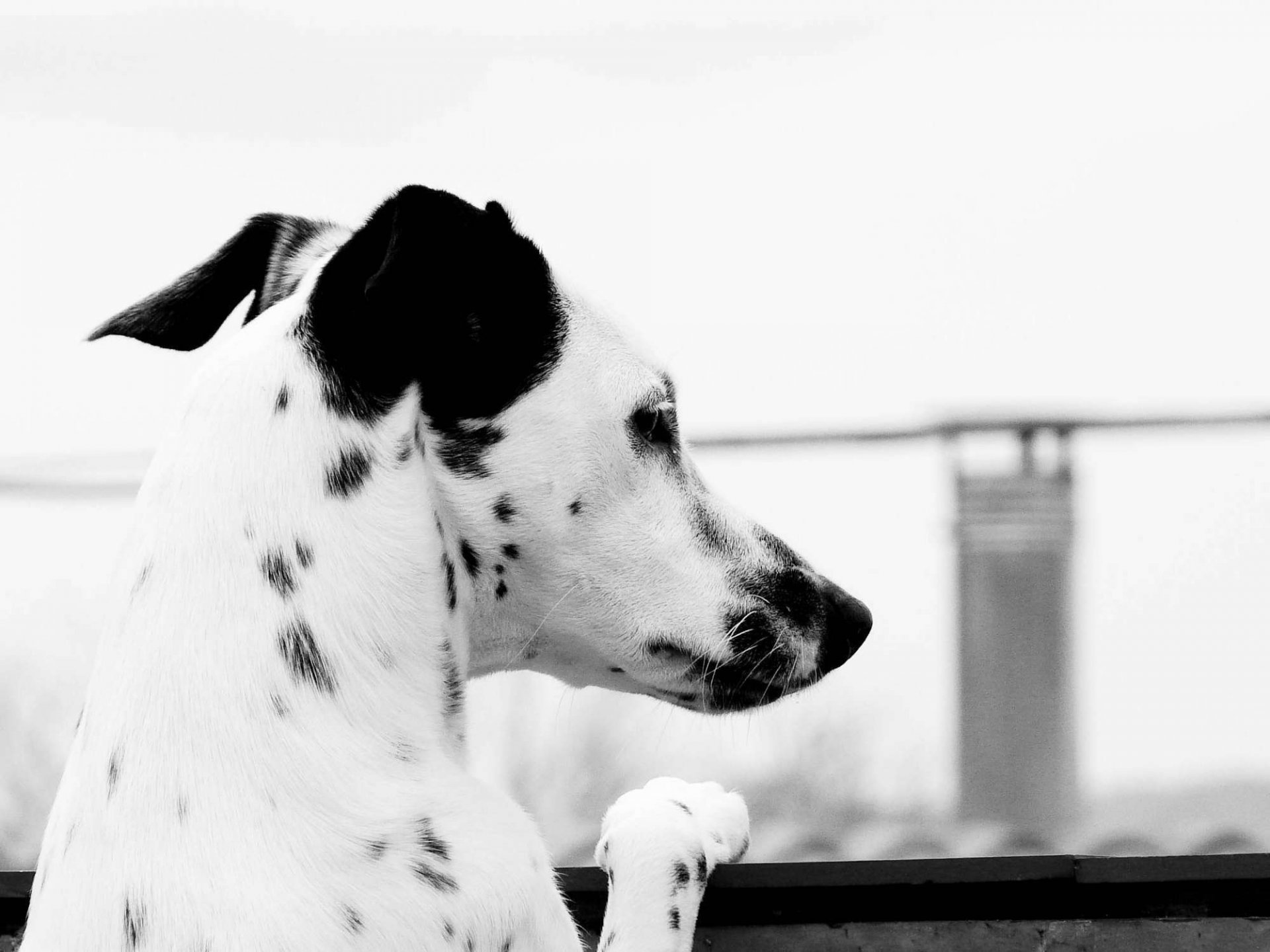 sguardo in lontananza dalmata cane nero bianco